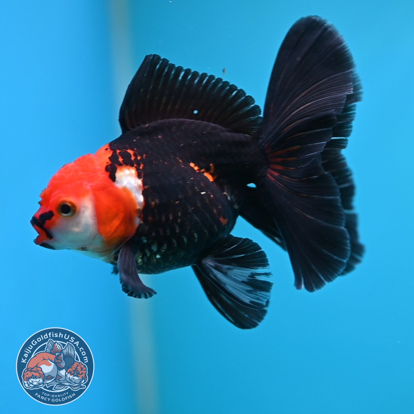Tricolor Oranda 3.5 inch Body (250613_OR14)
