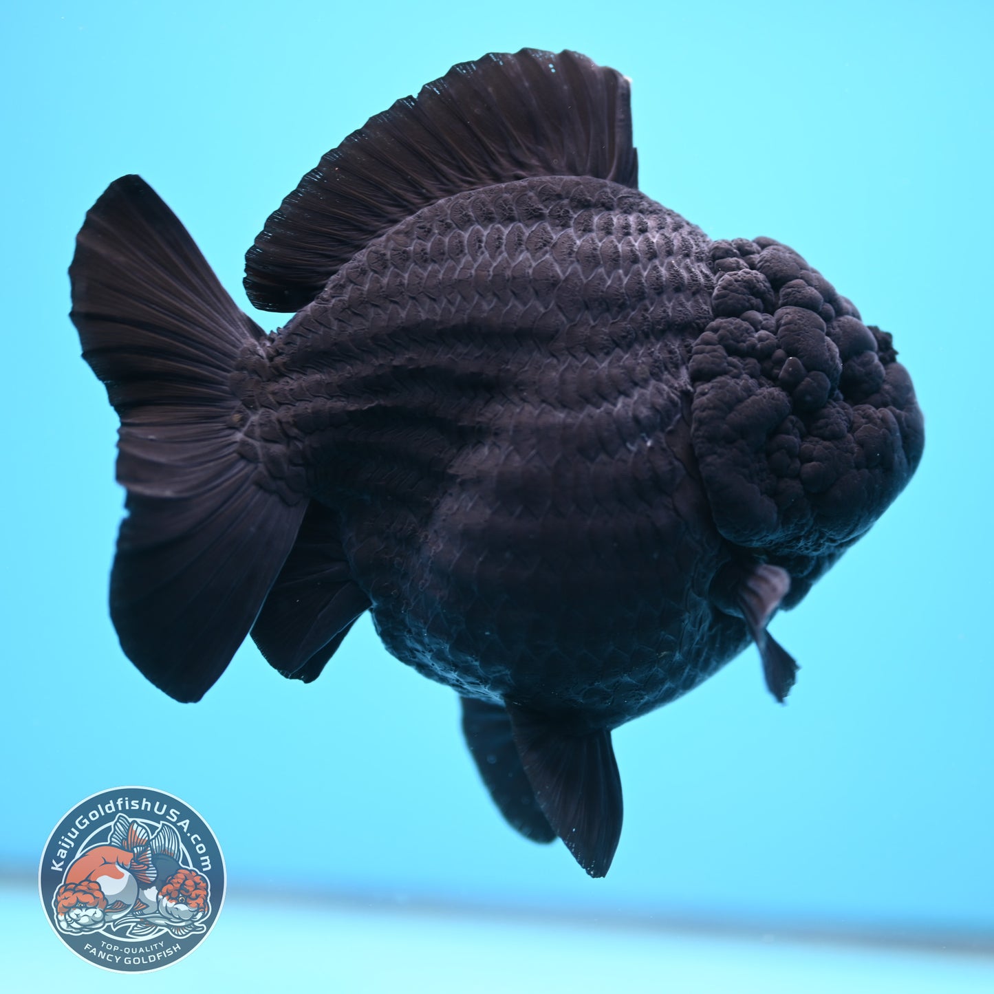 Shogun Godzilla Jumbo Jet Black Oranda 5 inch Body (250815_OR14)