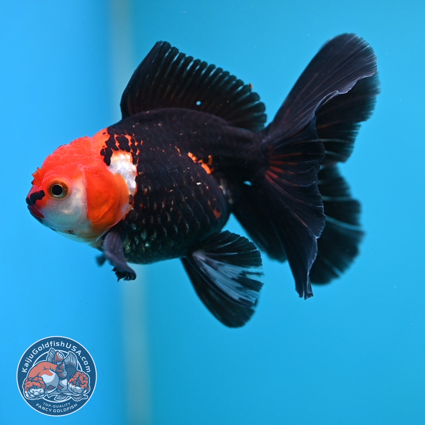 Tricolor Oranda 3.5 inch Body (250613_OR14)