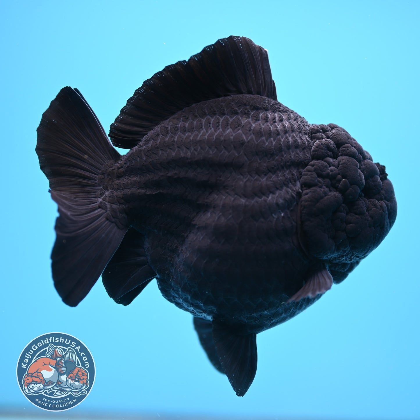 Shogun Godzilla Jumbo Jet Black Oranda 5 inch Body (250815_OR14)