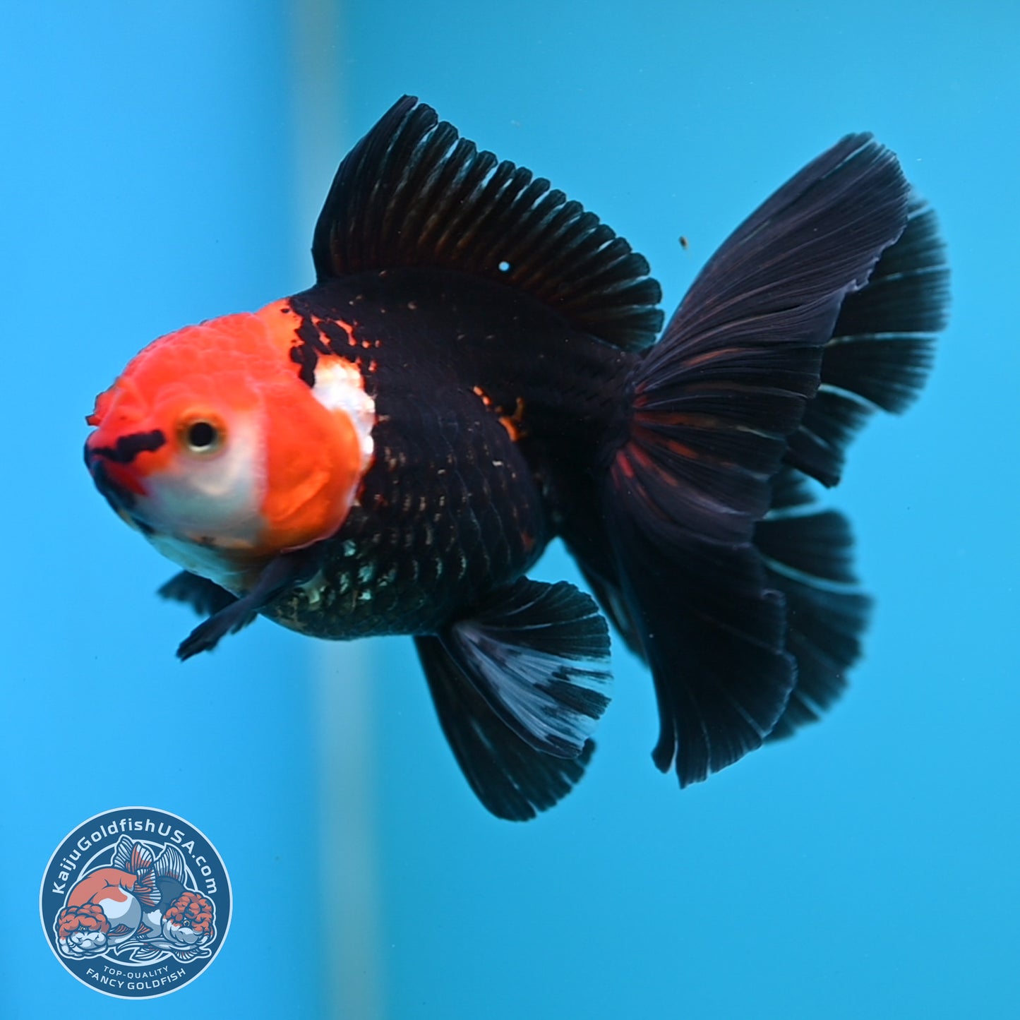 Tricolor Oranda 3.5 inch Body (250613_OR14)