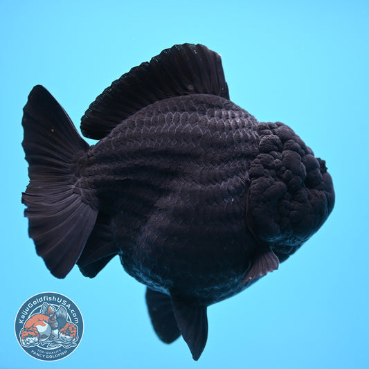 Shogun Godzilla Jumbo Jet Black Oranda 5 inch Body (250815_OR14)