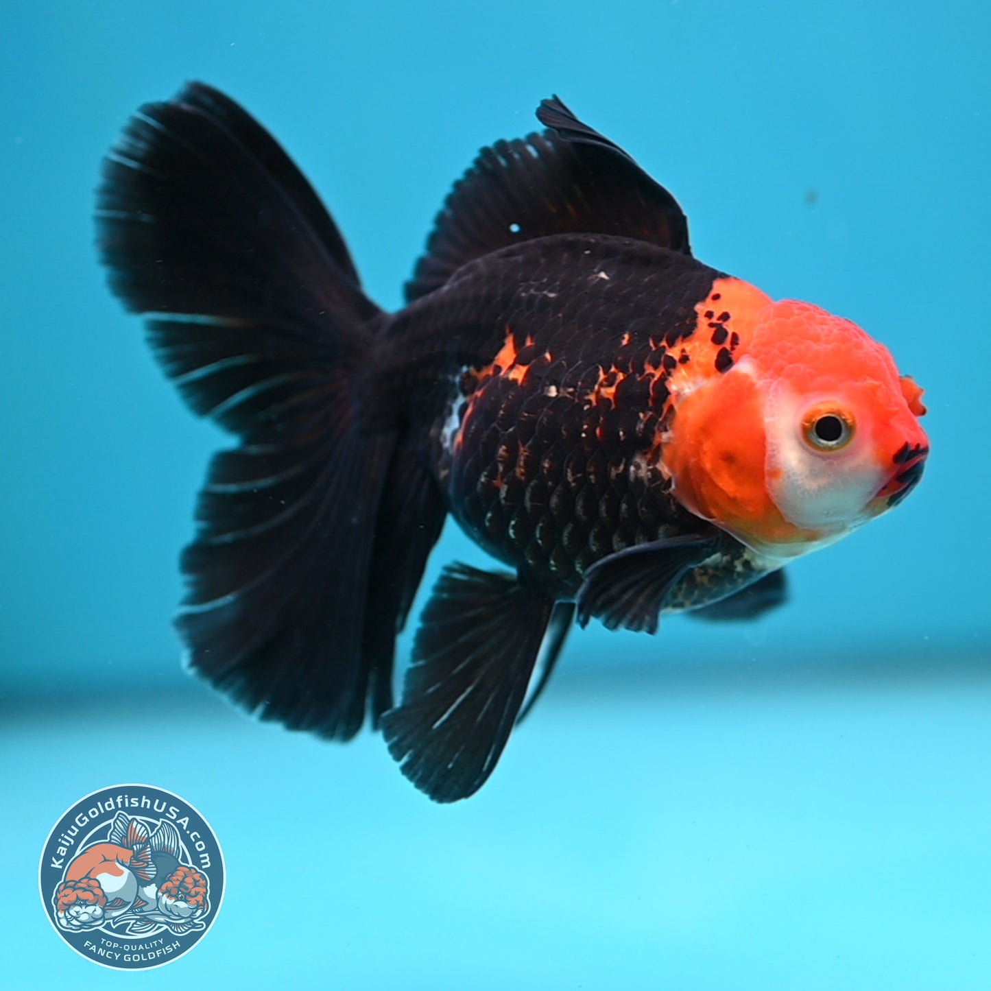 Tricolor Oranda 3.5 inch Body (250613_OR14)