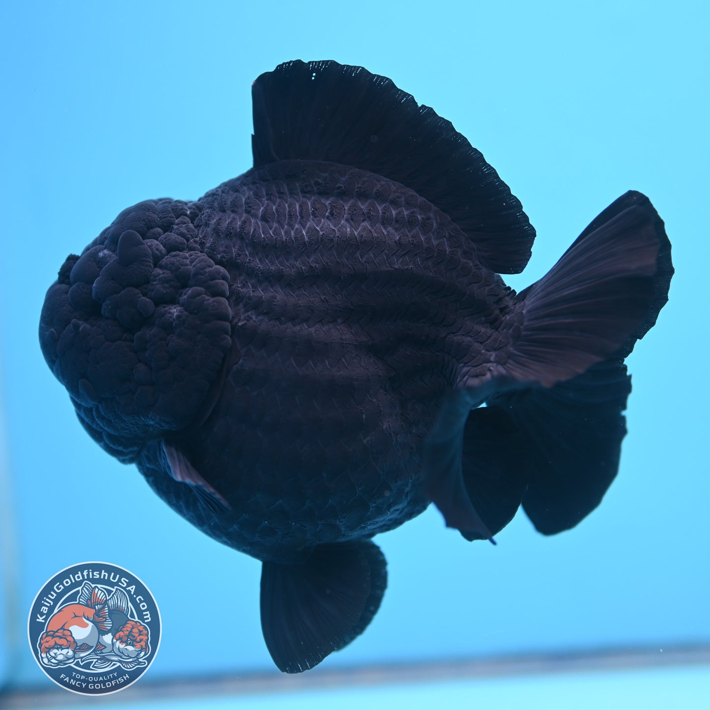 Shogun Godzilla Jumbo Jet Black Oranda 5 inch Body (250815_OR14)