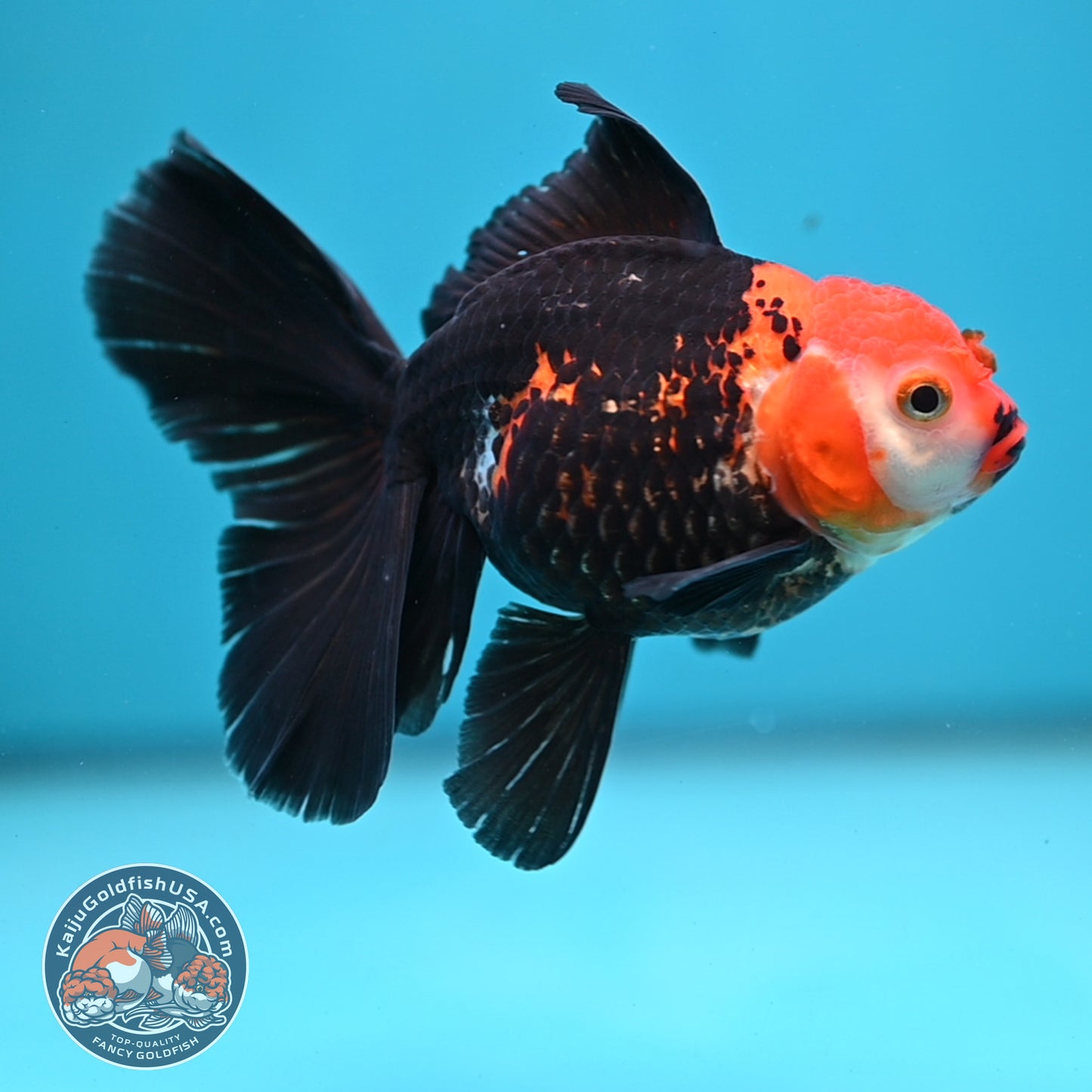 Tricolor Oranda 3.5 inch Body (250613_OR14)