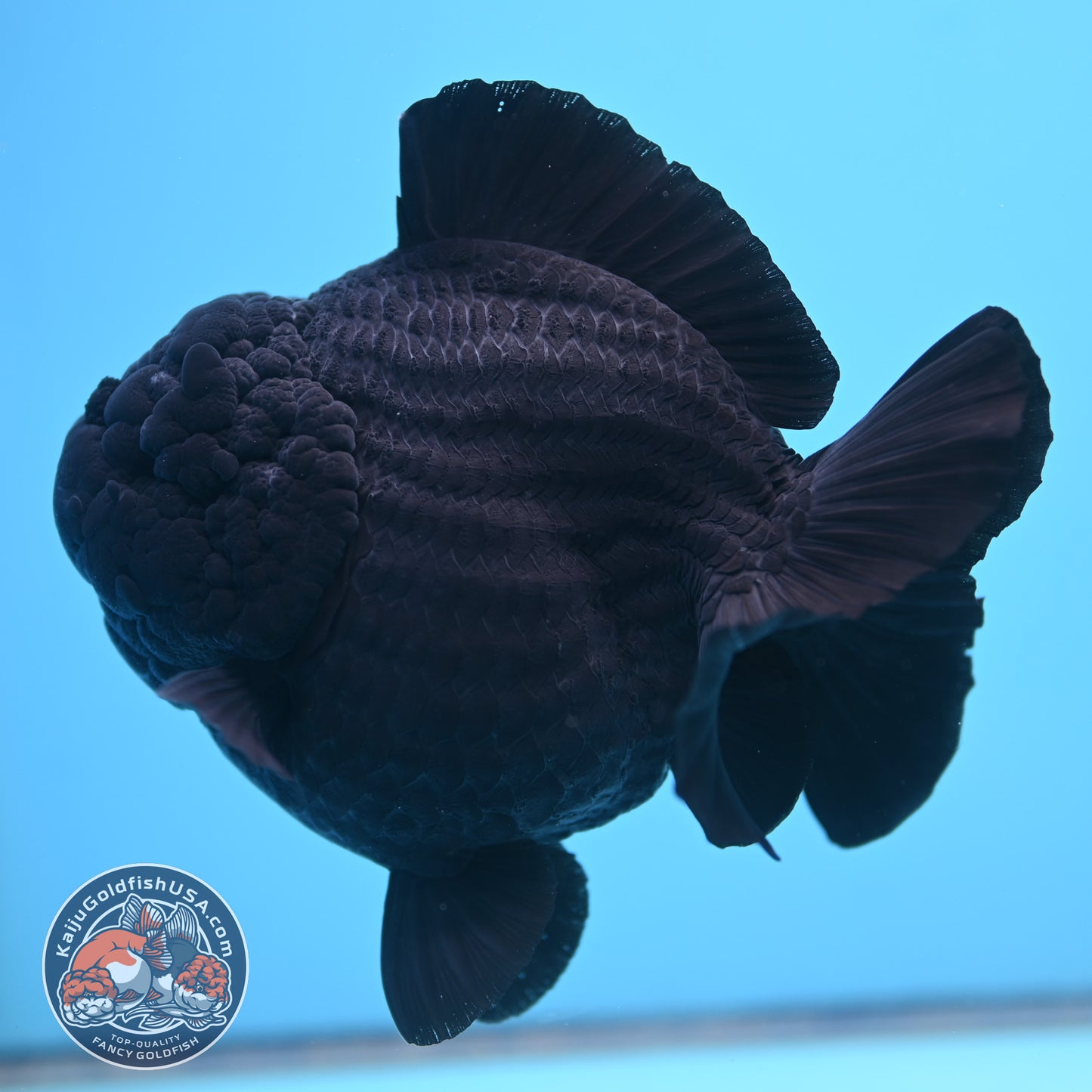 Shogun Godzilla Jumbo Jet Black Oranda 5 inch Body (250815_OR14)