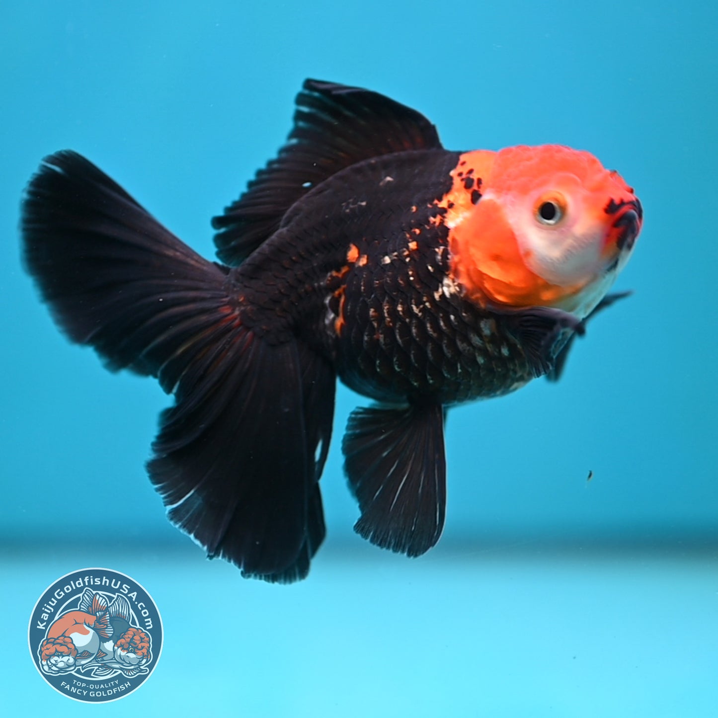 Tricolor Oranda 3.5 inch Body (250613_OR14)
