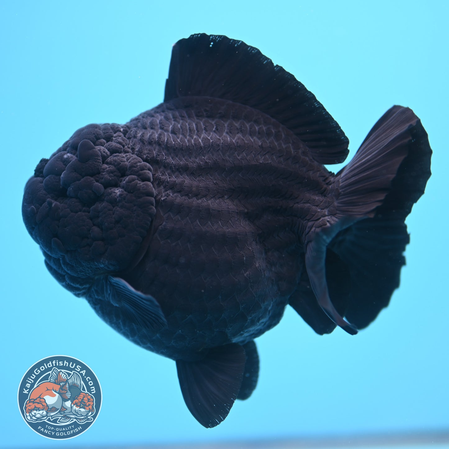Shogun Godzilla Jumbo Jet Black Oranda 5 inch Body (250815_OR14)