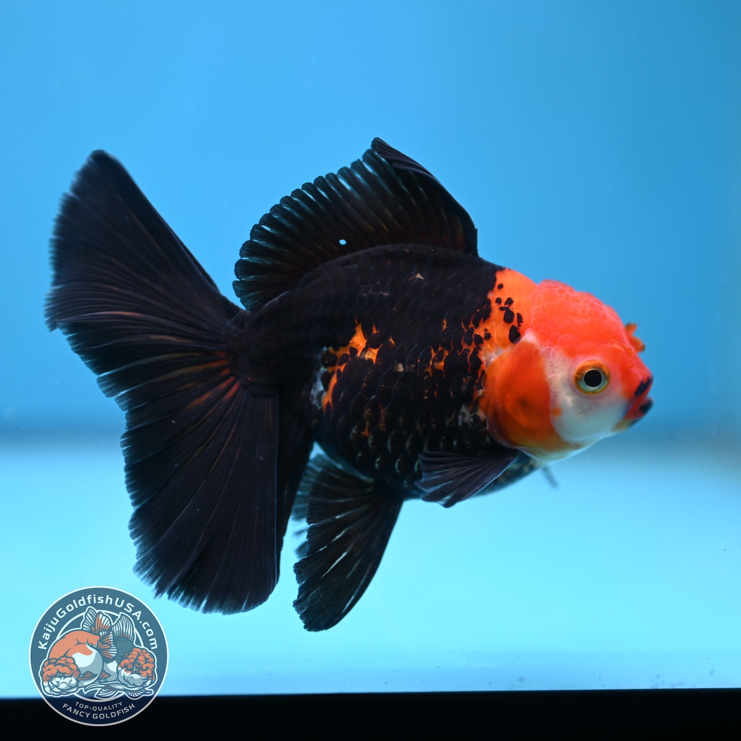 Tricolor Oranda 3.5 inch Body (250613_OR14)