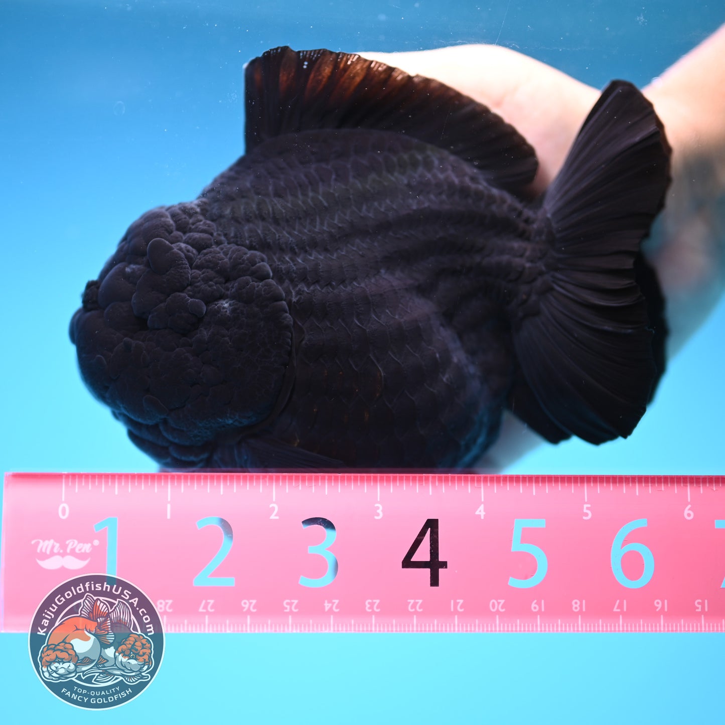 Shogun Godzilla Jumbo Jet Black Oranda 5 inch Body (250815_OR14)