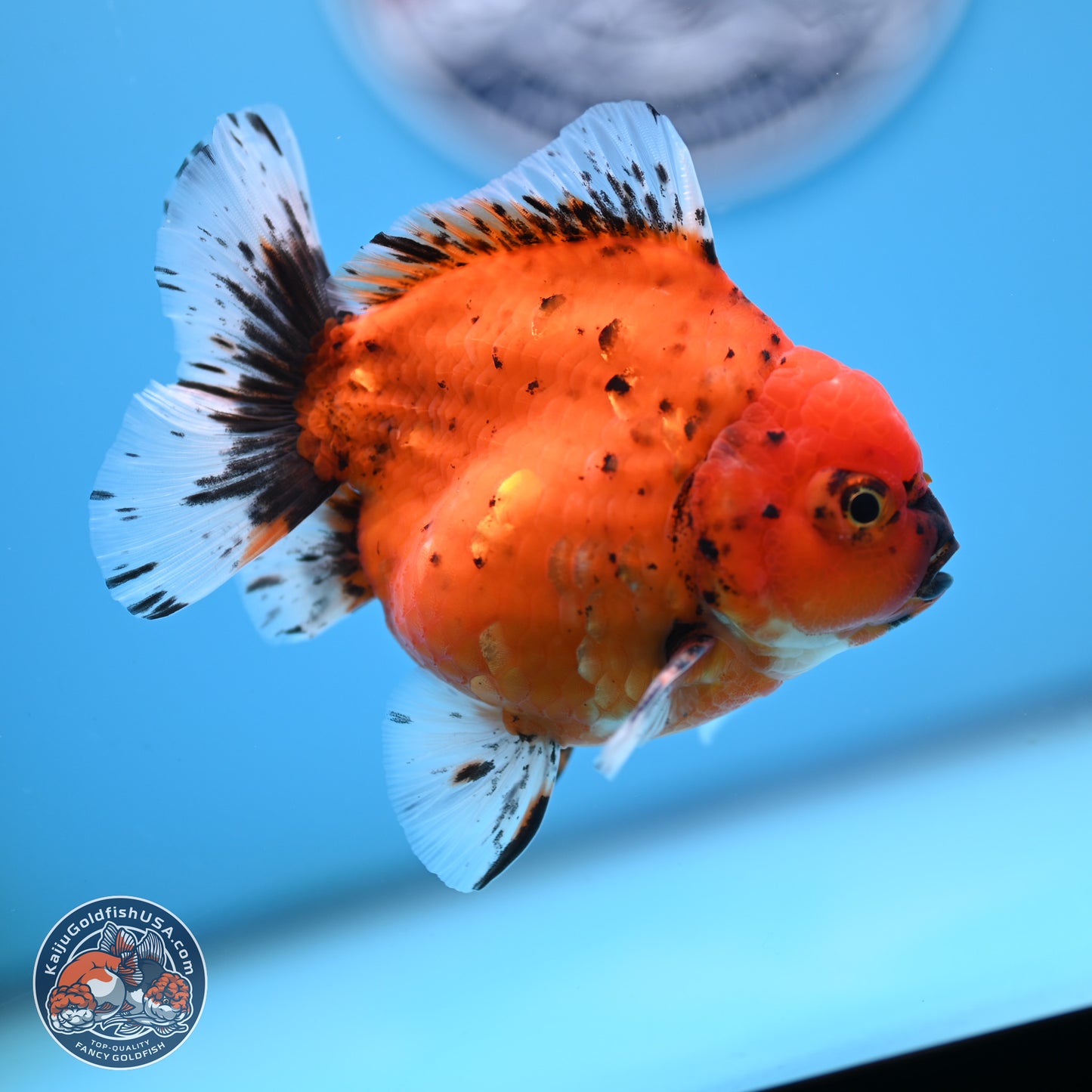 Shogun Tiger Oranda 3.75 inches Body - Male (250207_OR14)