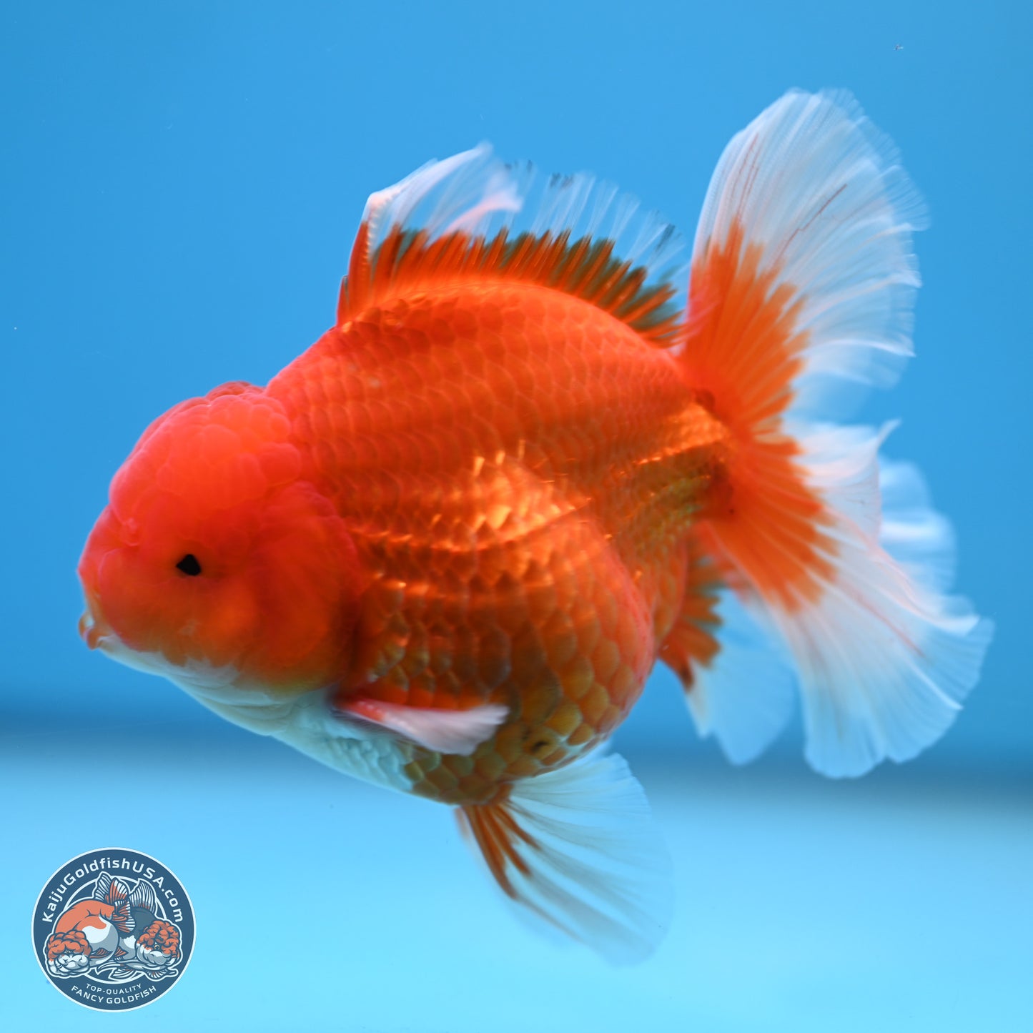 Classic Red Rose Tail Oranda 4.5 inches - Male (241115_OR14) - Kaiju Goldfish USA