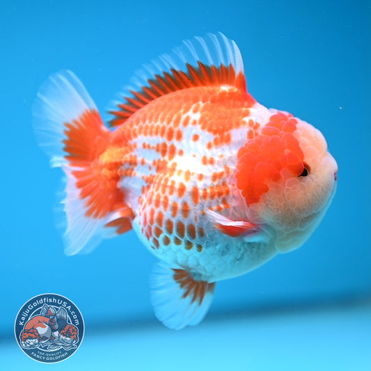 Deer Spot Red White Oranda 4 inches Body (250606_OR14)
