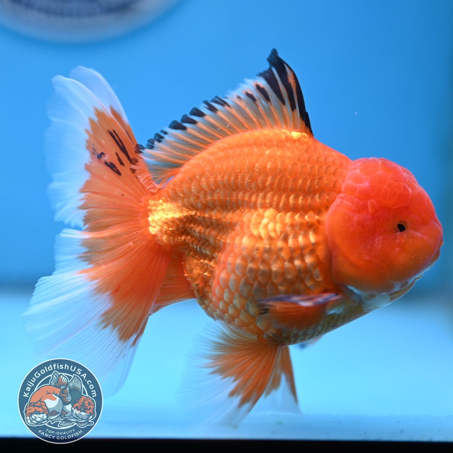 Apache Rose Tail Oranda 4 inches Body - Male (250418_OR14)