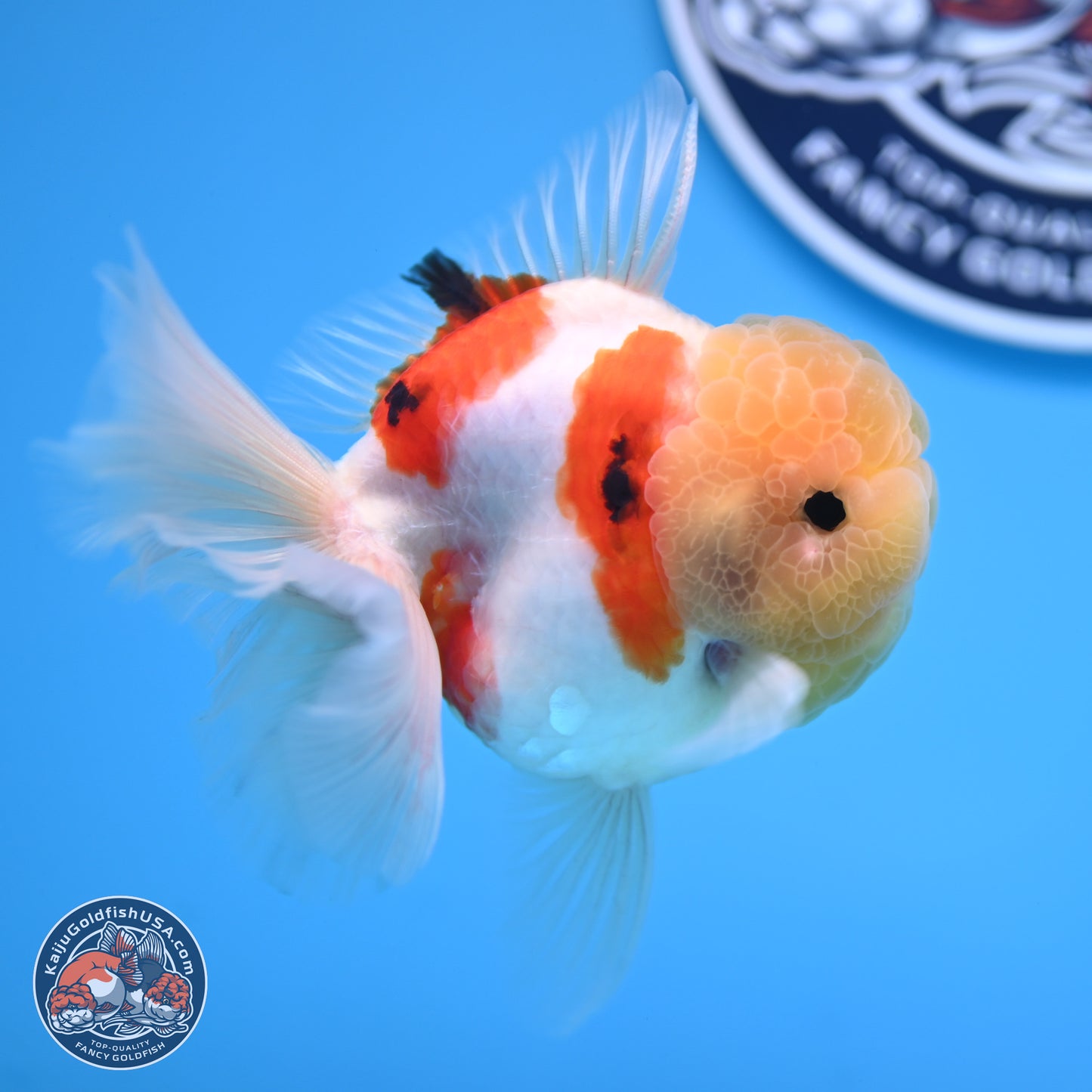 Lemon Head Tricolor Sakura Rose Tail Oranda 3.5 inches Body - Male (250314_OR14)