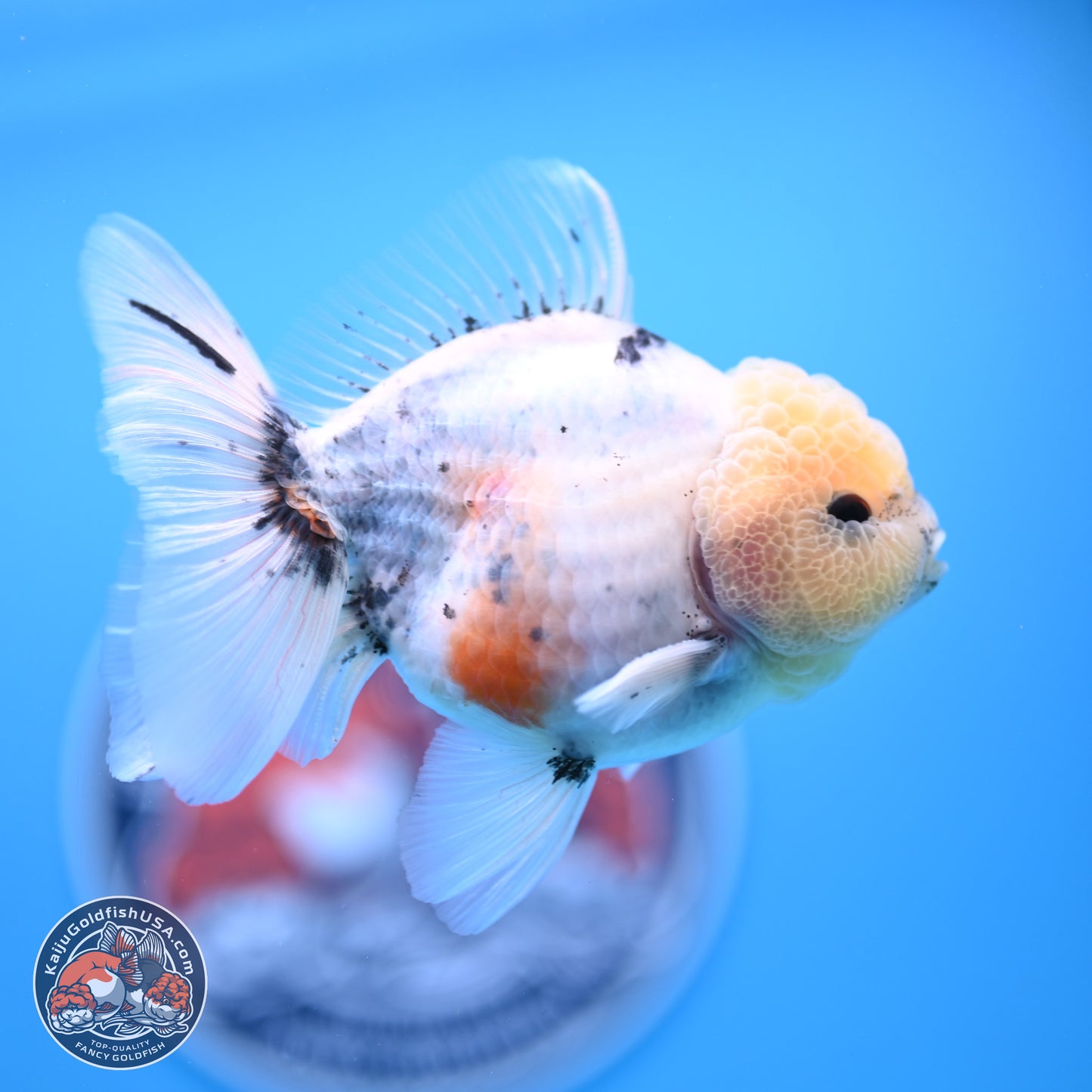 Shogun Blue Calico Oranda 3.5in Body (240802_OR14) - Kaiju Goldfish USA