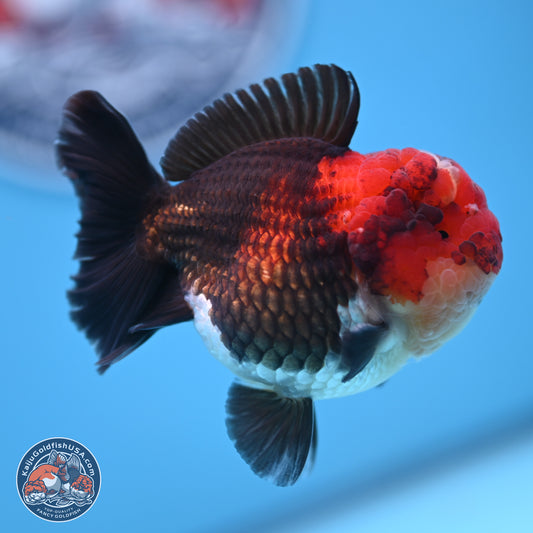 Tricolor Oranda 3 inches Body - Male (241227_OR14) - Kaiju Goldfish USA