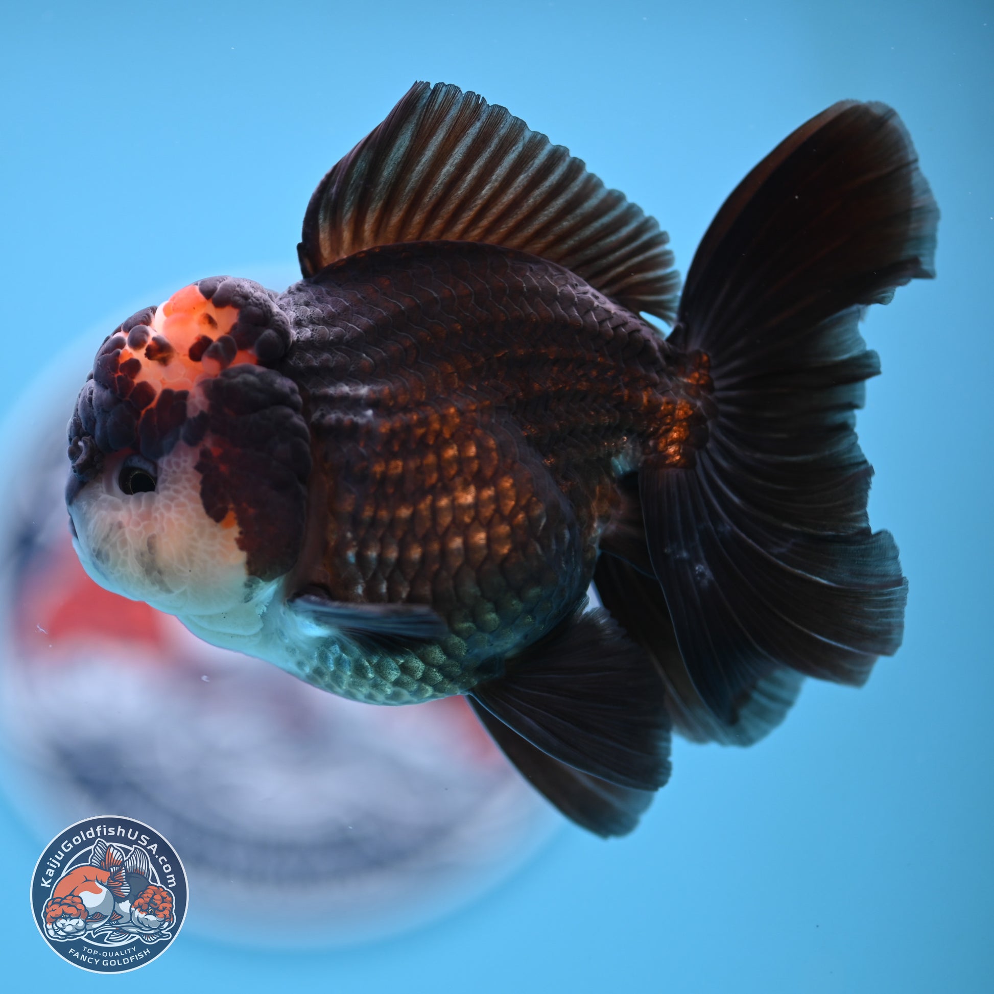 Tricolor Rose Tail Oranda 4.5 inches - Male (241122_OR14) - Kaiju Goldfish USA