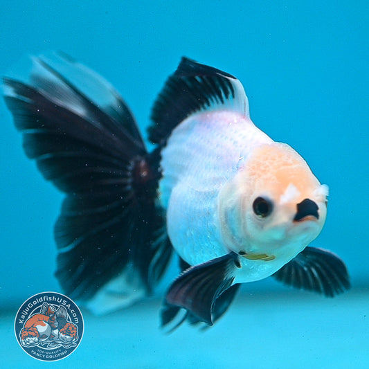 Panda Butterfly Tail Oranda 3.5 inch Body (250919_OR14)