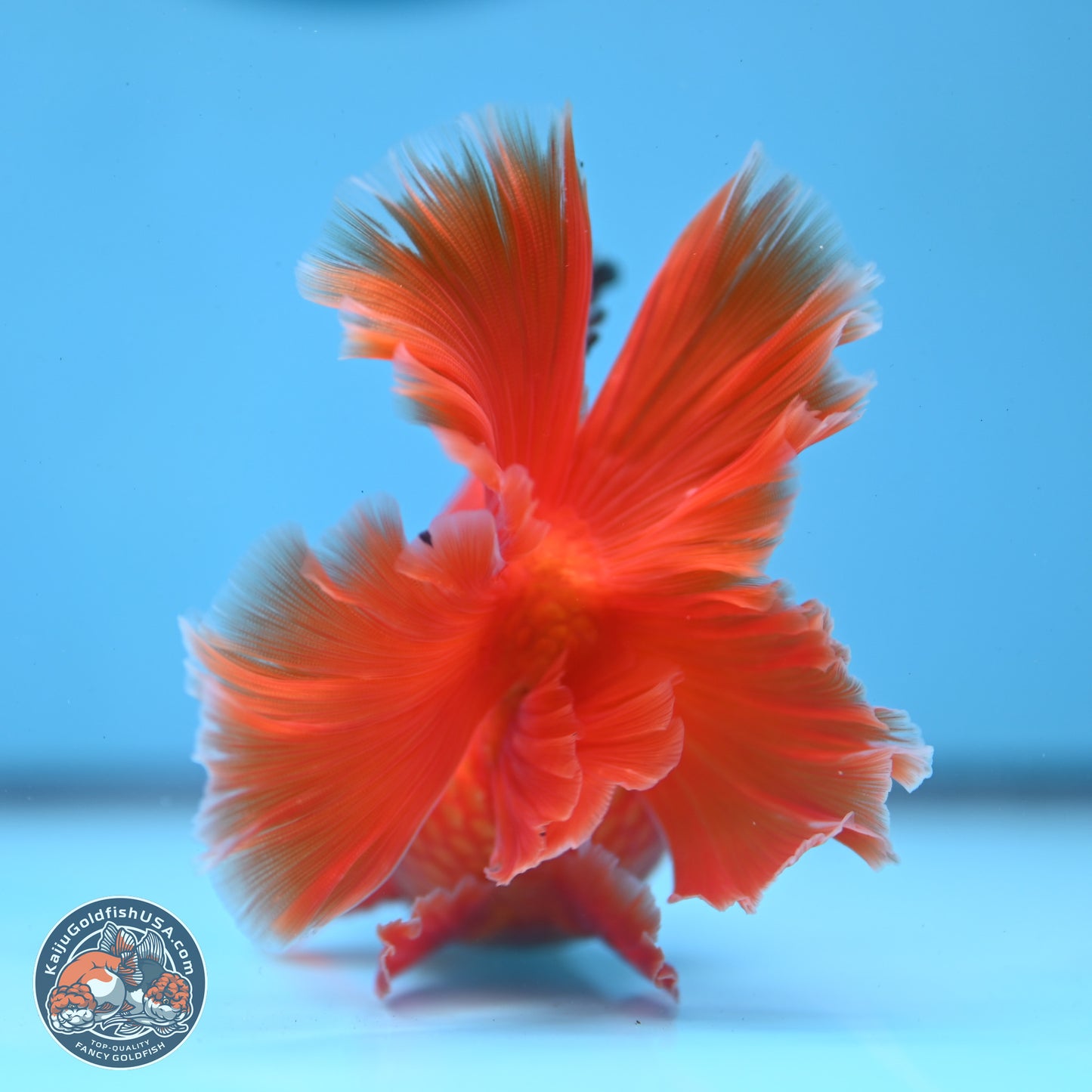 Classic Red Rose Tail Oranda 3.75 inches Body - Male (250228_OR14)