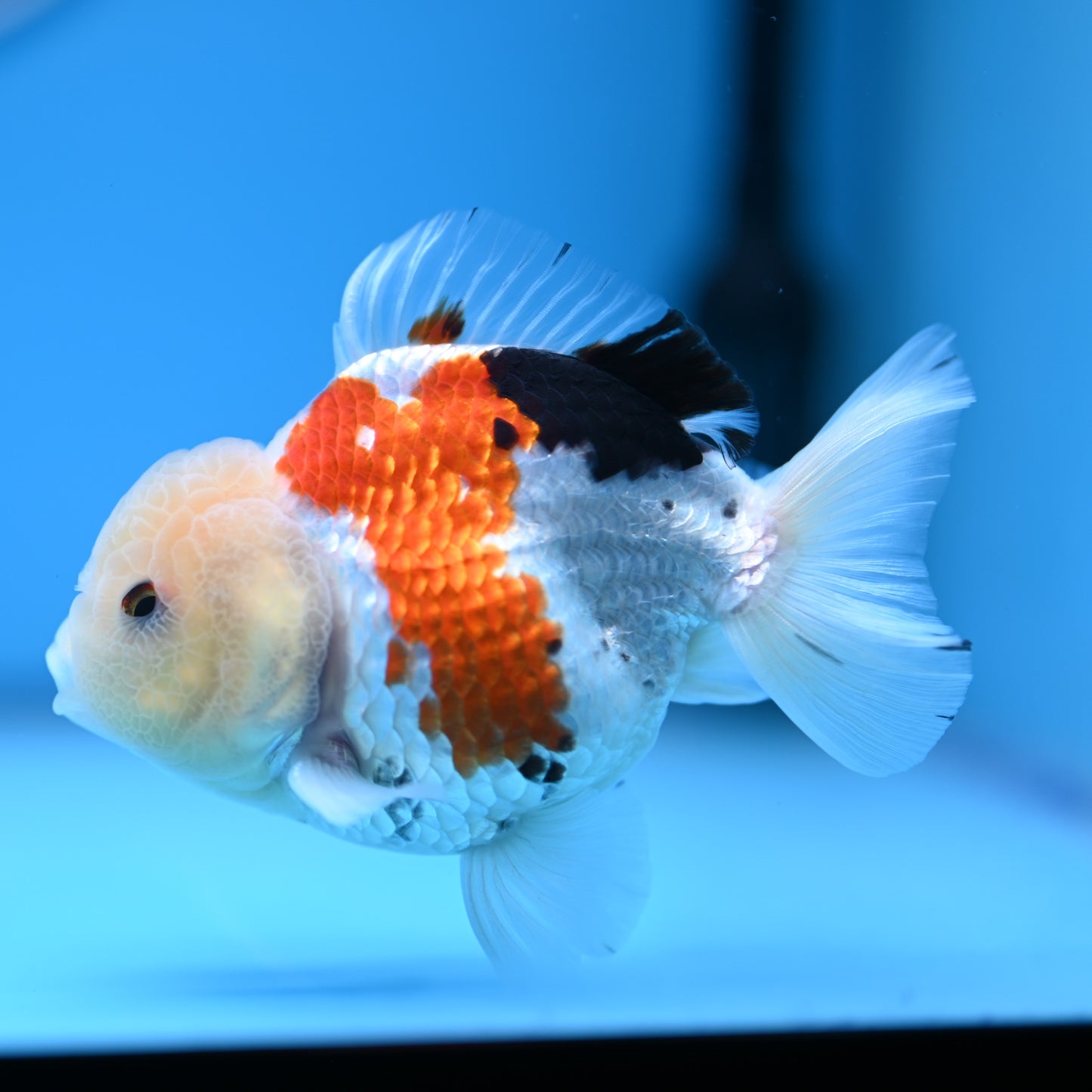 Tricolor Oranda 3.5-4 inches (241011_OR14) - Kaiju Goldfish USA