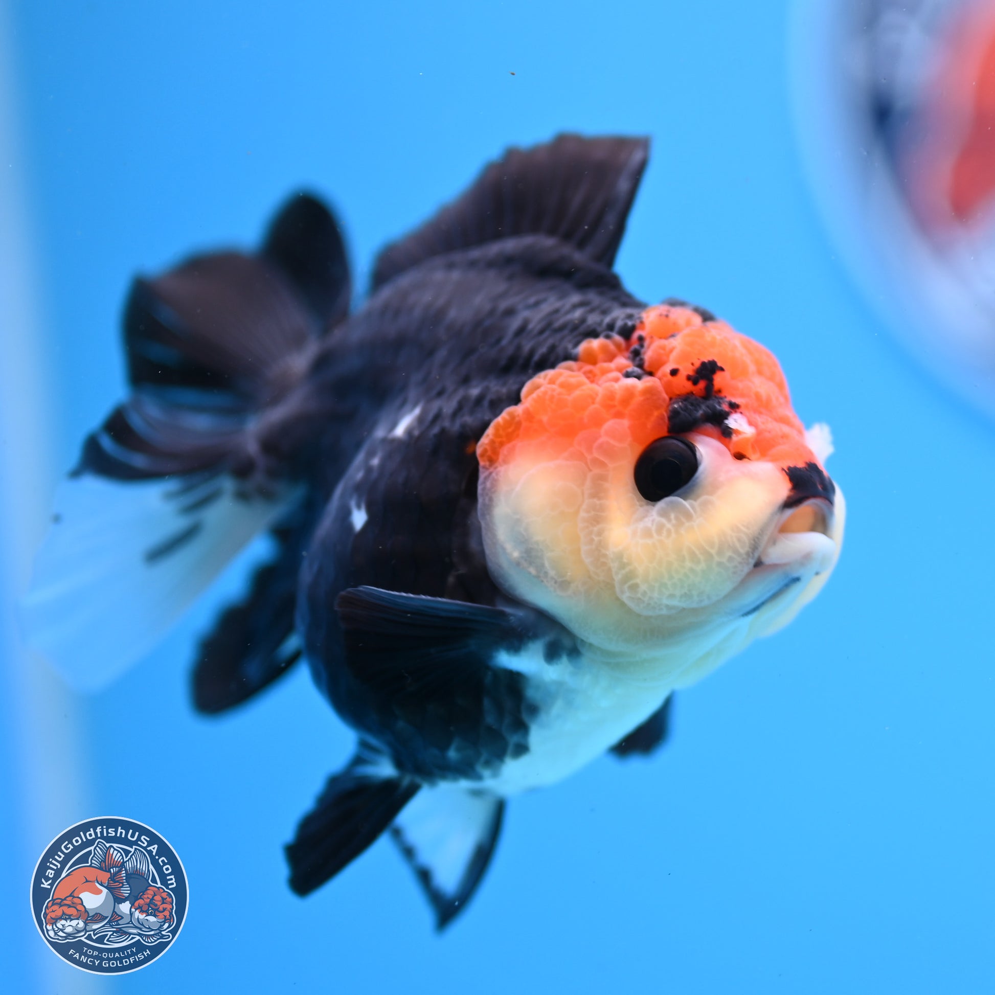 Tricolor YuanBao Oranda 3in Body (240830_OR14) - Kaiju Goldfish USA