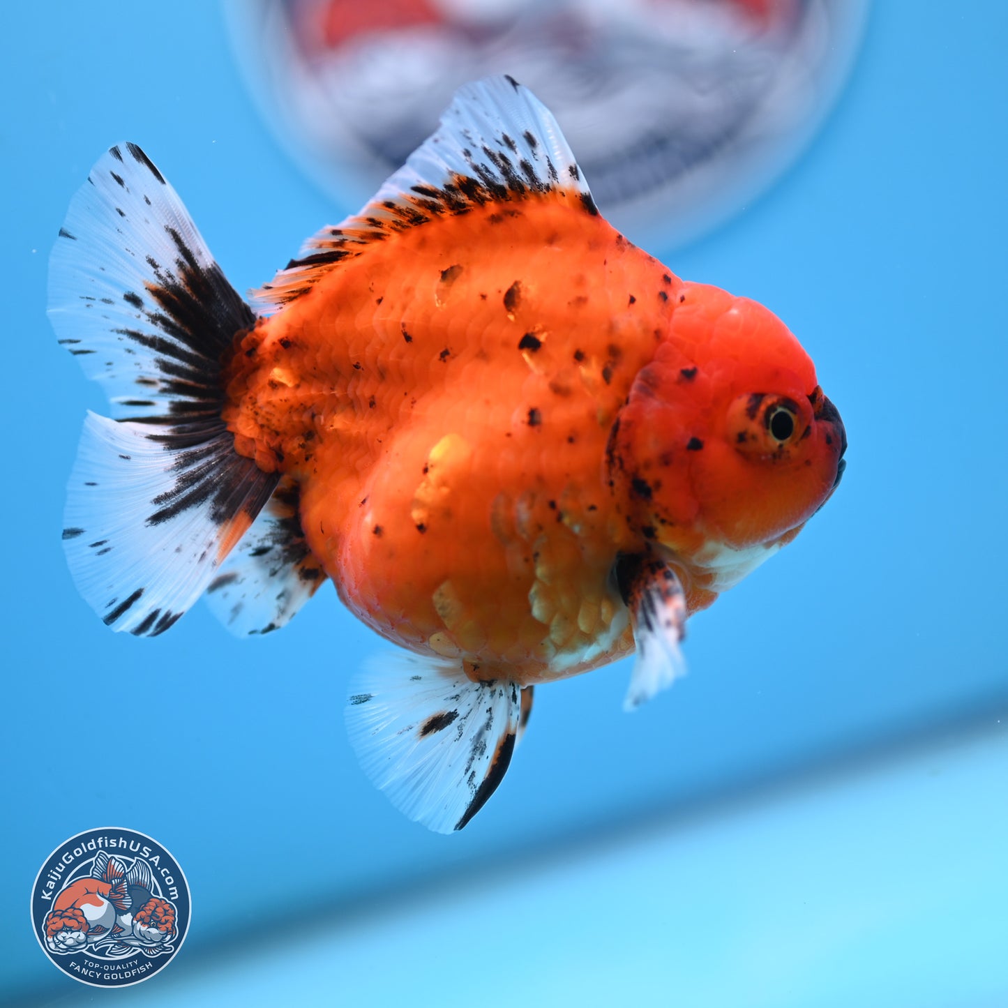 Shogun Tiger Oranda 3.75 inches Body - Male (250207_OR14)