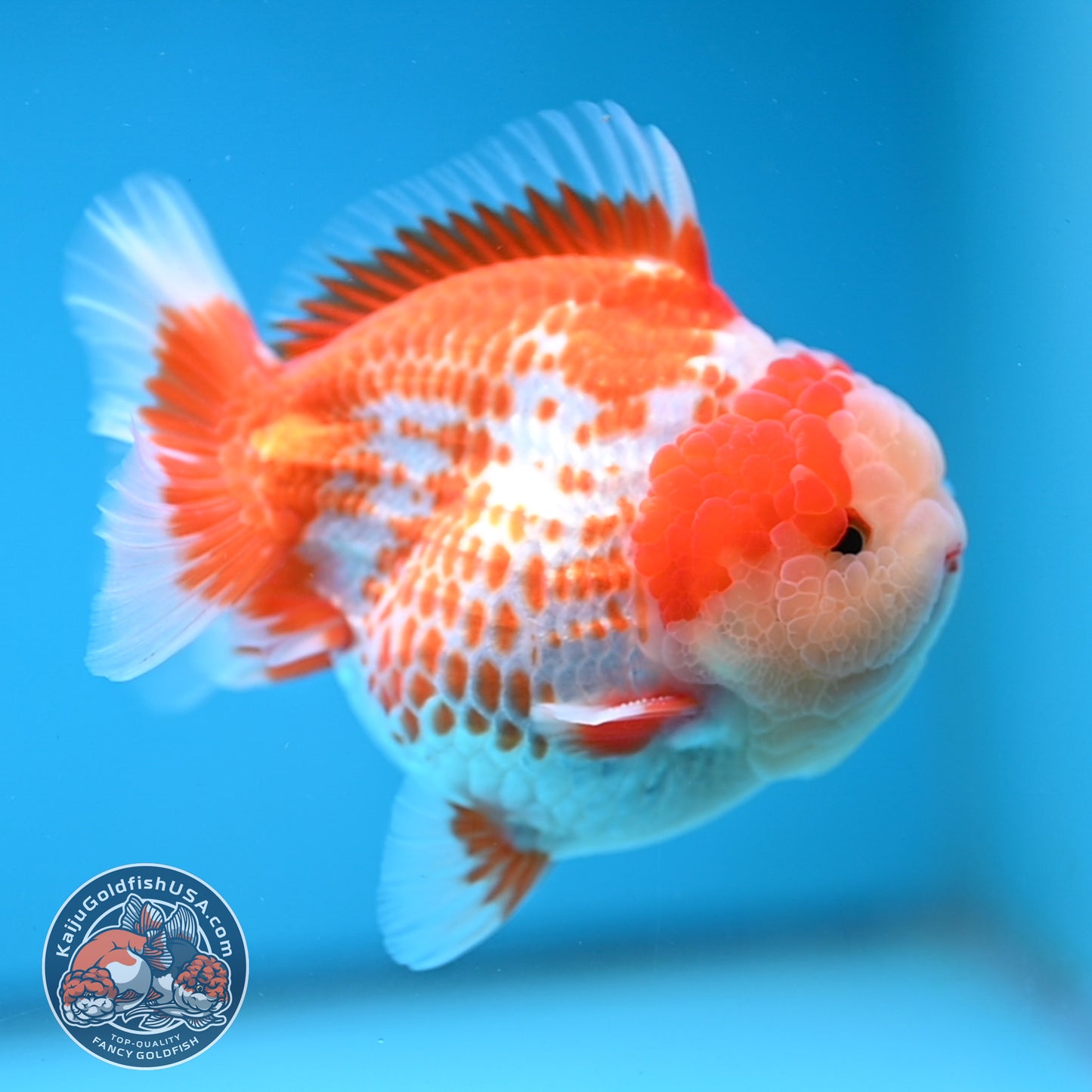 Deer Spot Red White Oranda 4 inches Body (250606_OR14)