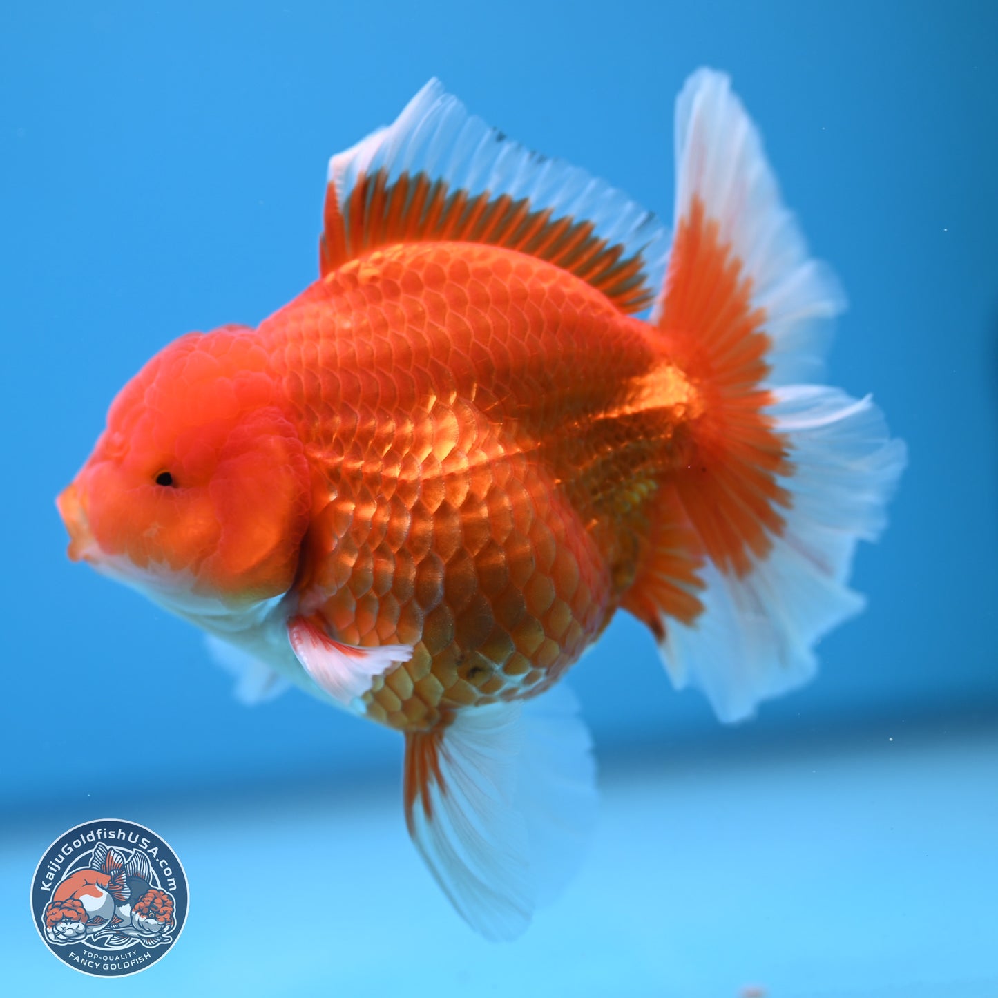 Classic Red Rose Tail Oranda 4.5 inches - Male (241115_OR14) - Kaiju Goldfish USA