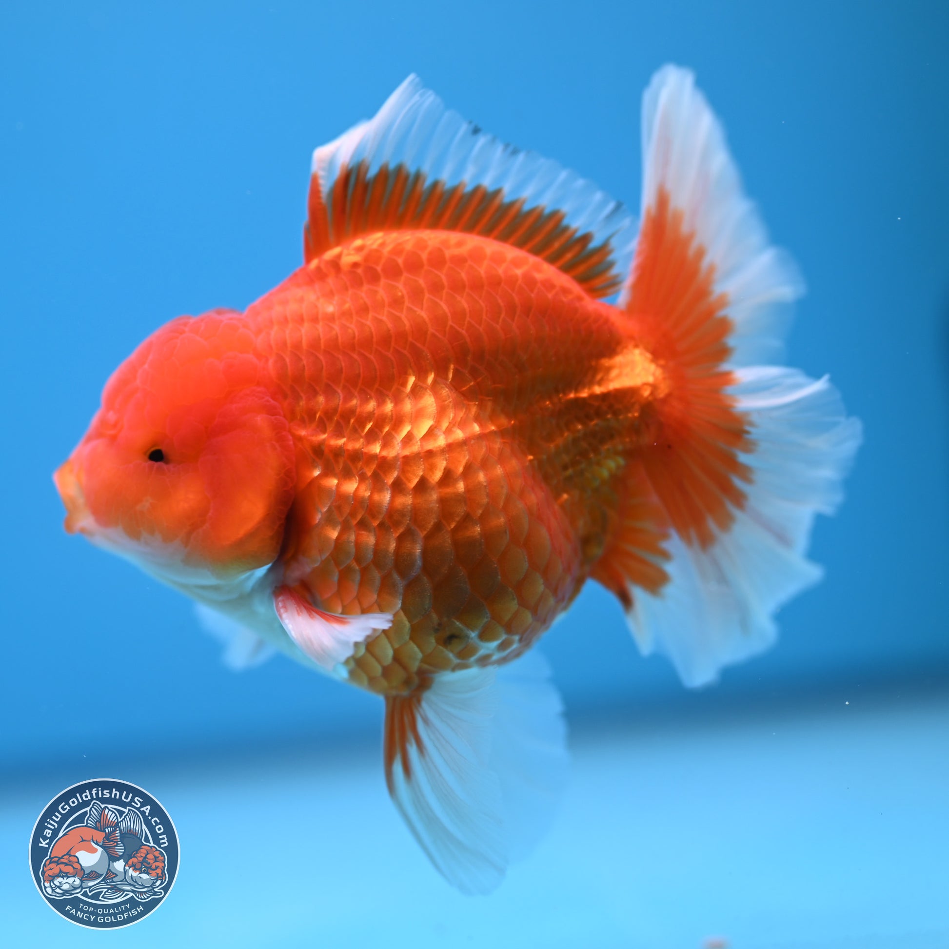 Classic Red Rose Tail Oranda 4.5 inches - Male (241115_OR14) - Kaiju Goldfish USA