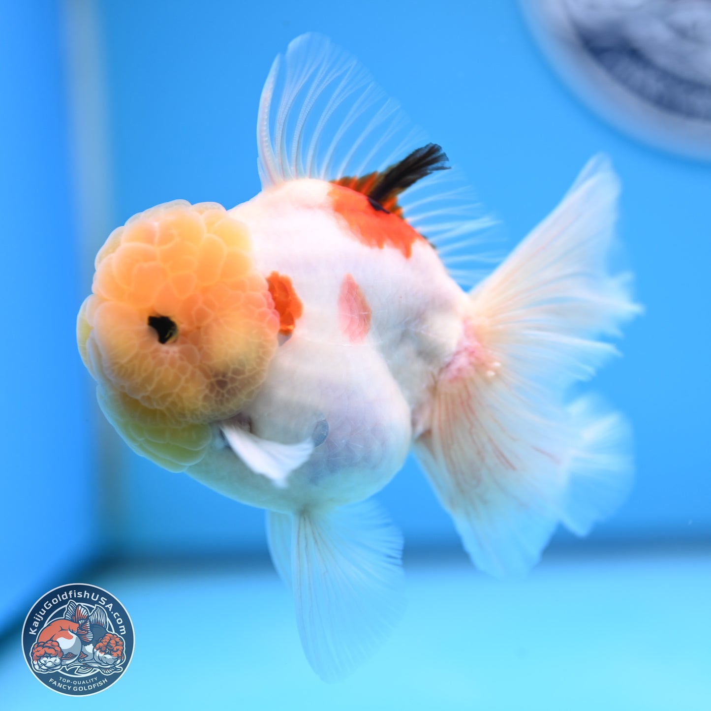 Lemon Head Tricolor Sakura Rose Tail Oranda 3.5 inches Body - Male (250314_OR14)