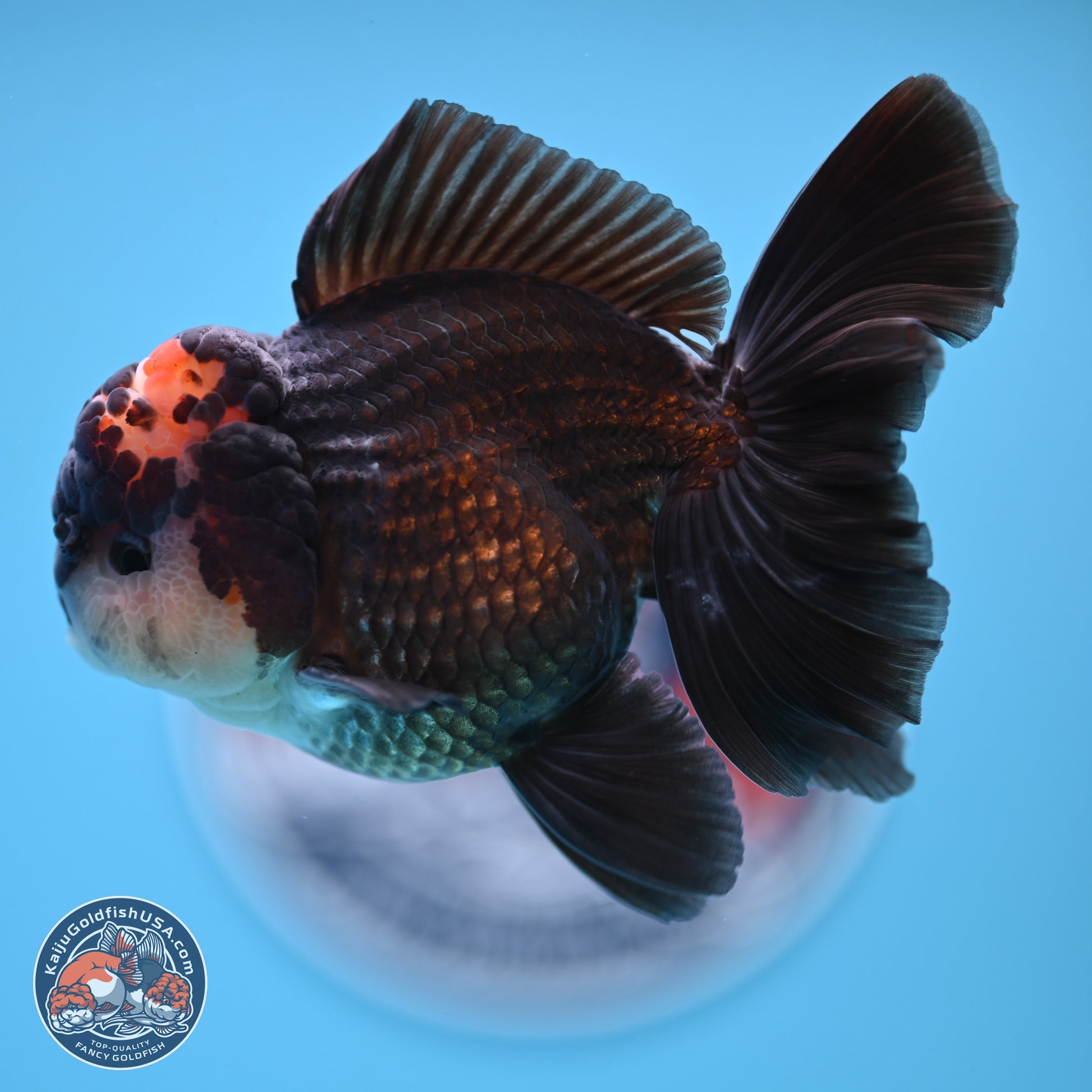 Tricolor Rose Tail Oranda 4.5 inches - Male (241122_OR14) - Kaiju Goldfish USA