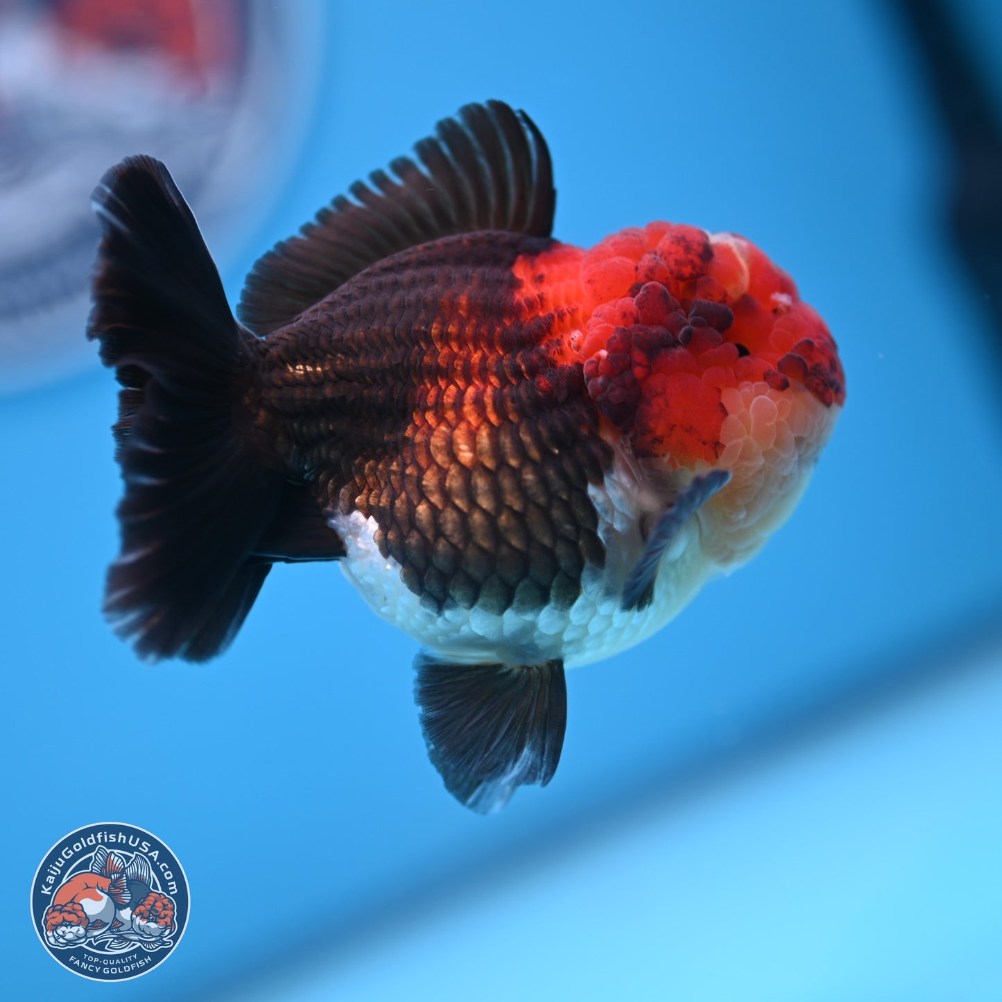 Tricolor Oranda 3 inches Body - Male (241227_OR14) - Kaiju Goldfish USA