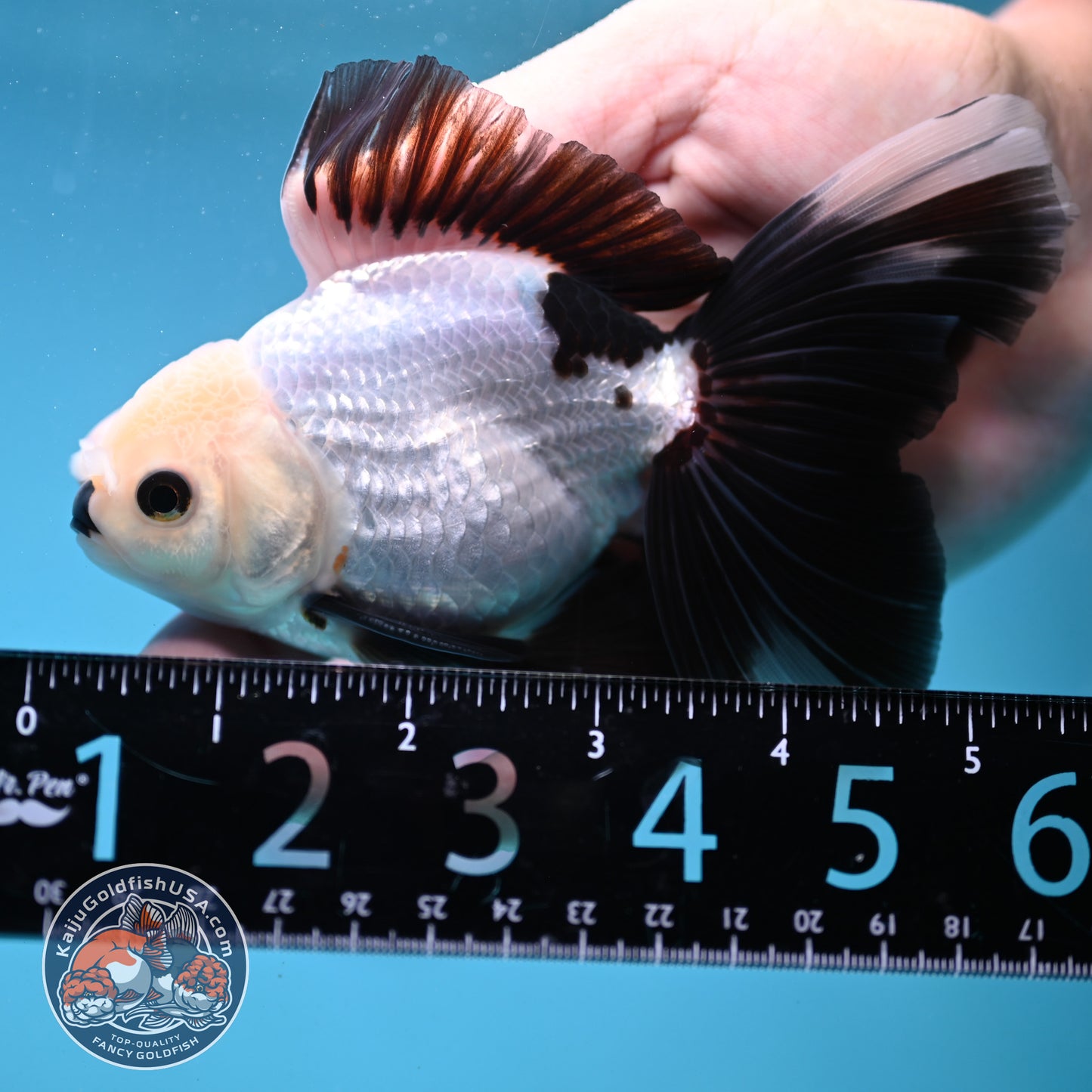 Panda Butterfly Tail Oranda 3.5 inch Body (250919_OR14)