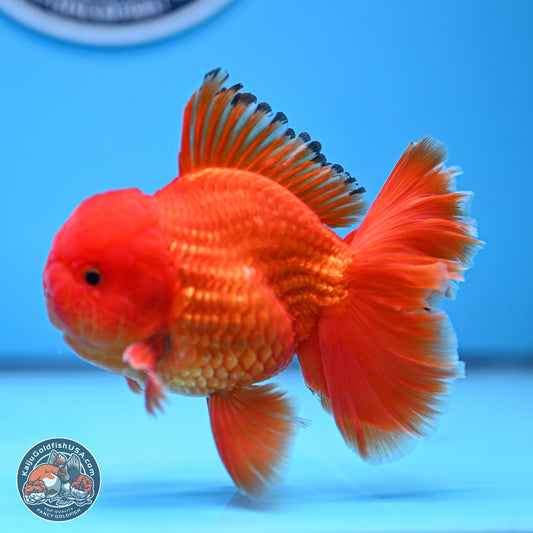 Classic Red Rose Tail Oranda 3.75 inches Body - Male (250228_OR14)