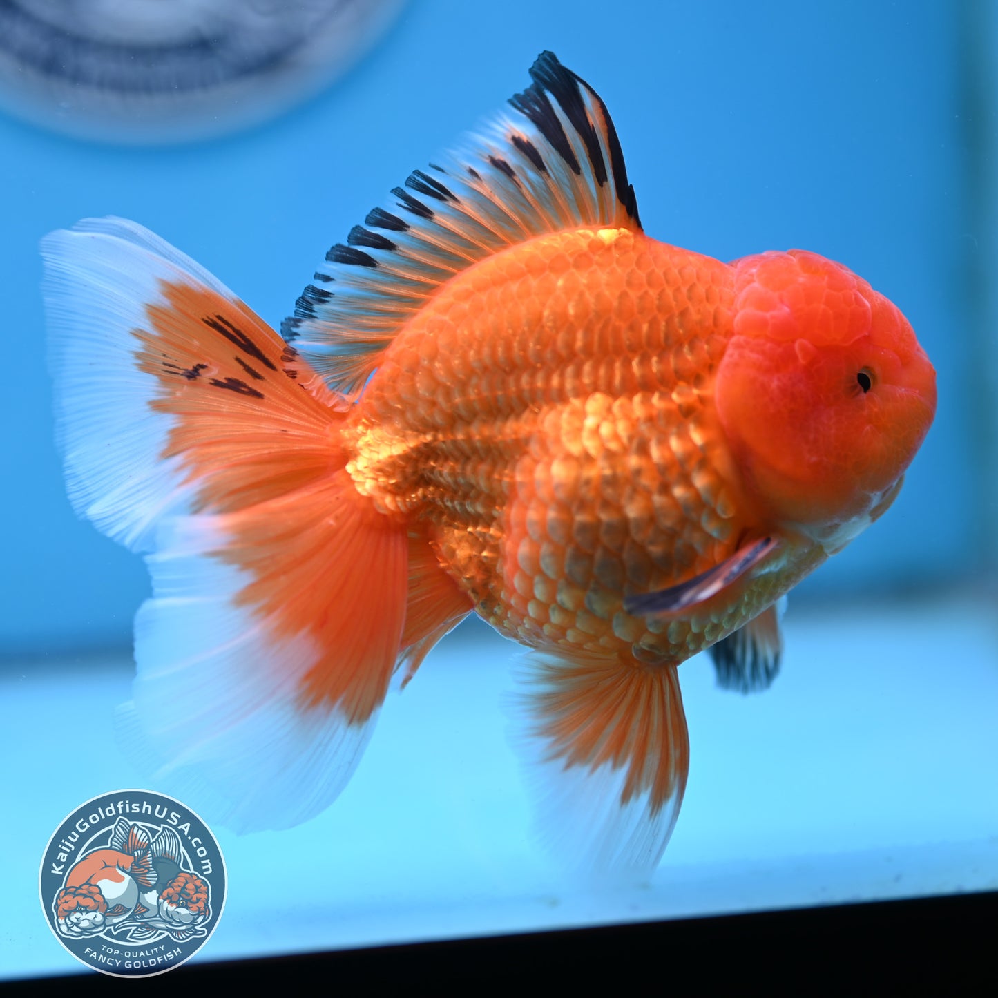 Apache Rose Tail Oranda 4 inches Body - Male (250418_OR14)