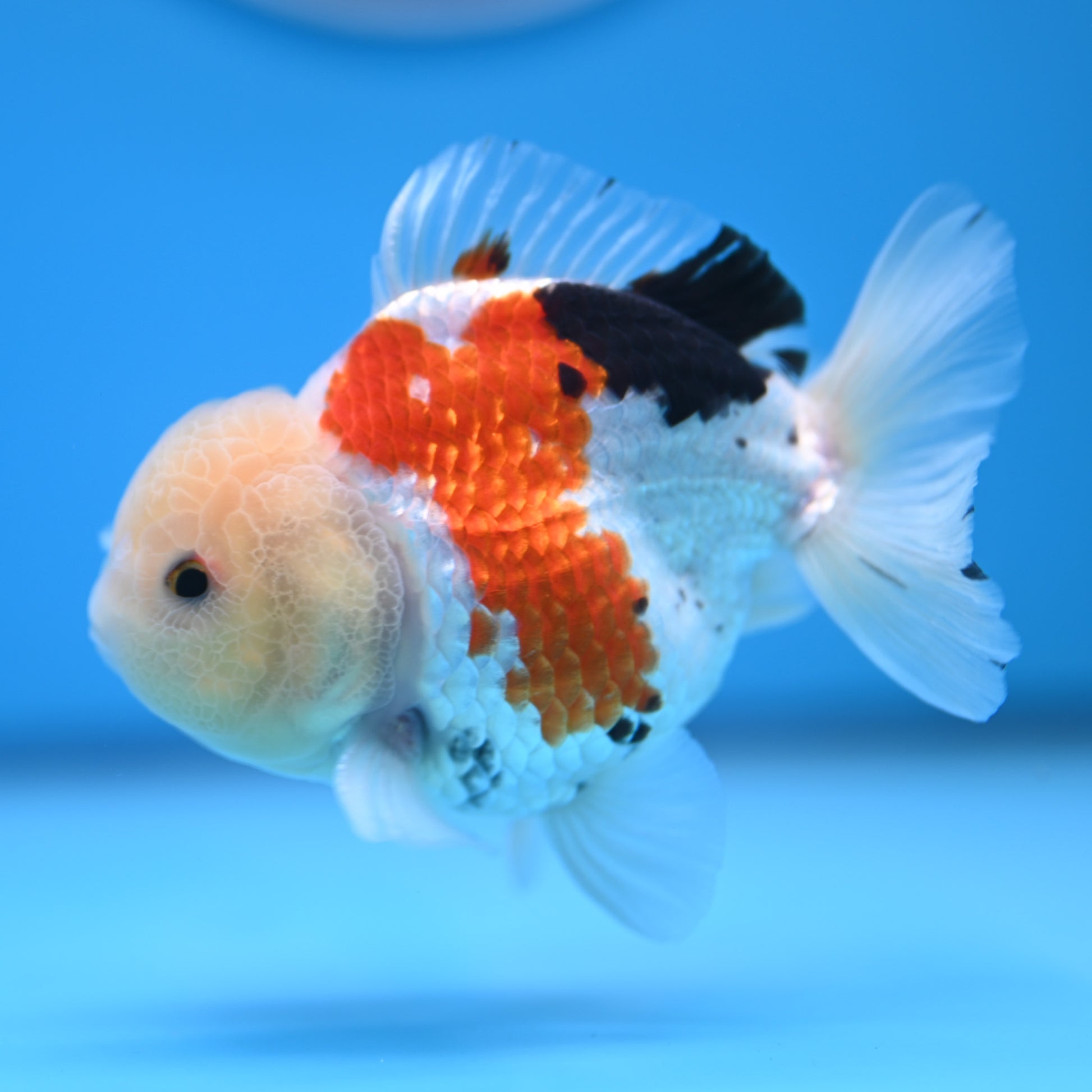 Tricolor Oranda 3.5-4 inches (241011_OR14) - Kaiju Goldfish USA