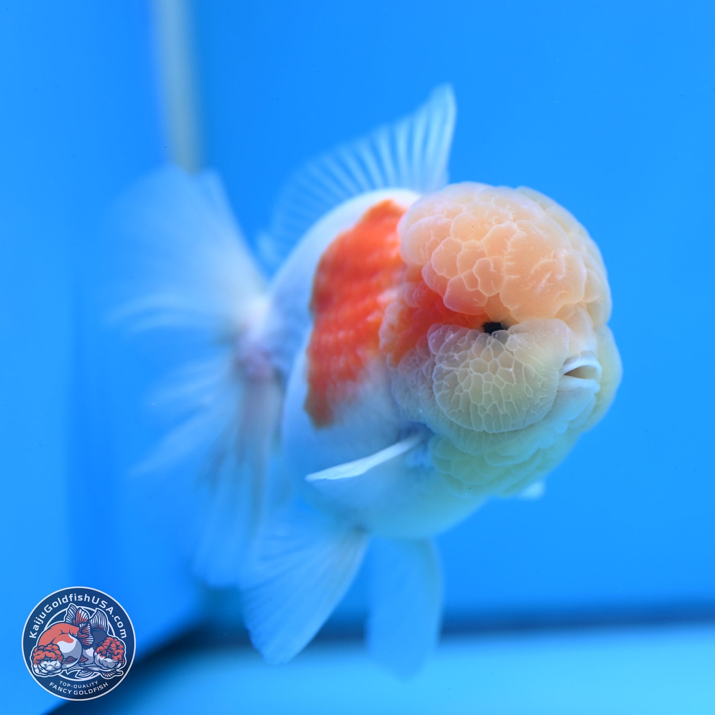 Sakura Rose Tail Oranda 3.25 inches Body - Male (250307_OR14)