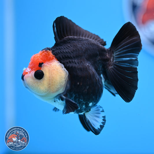 Tricolor YuanBao Oranda 3in Body (240830_OR14) - Kaiju Goldfish USA