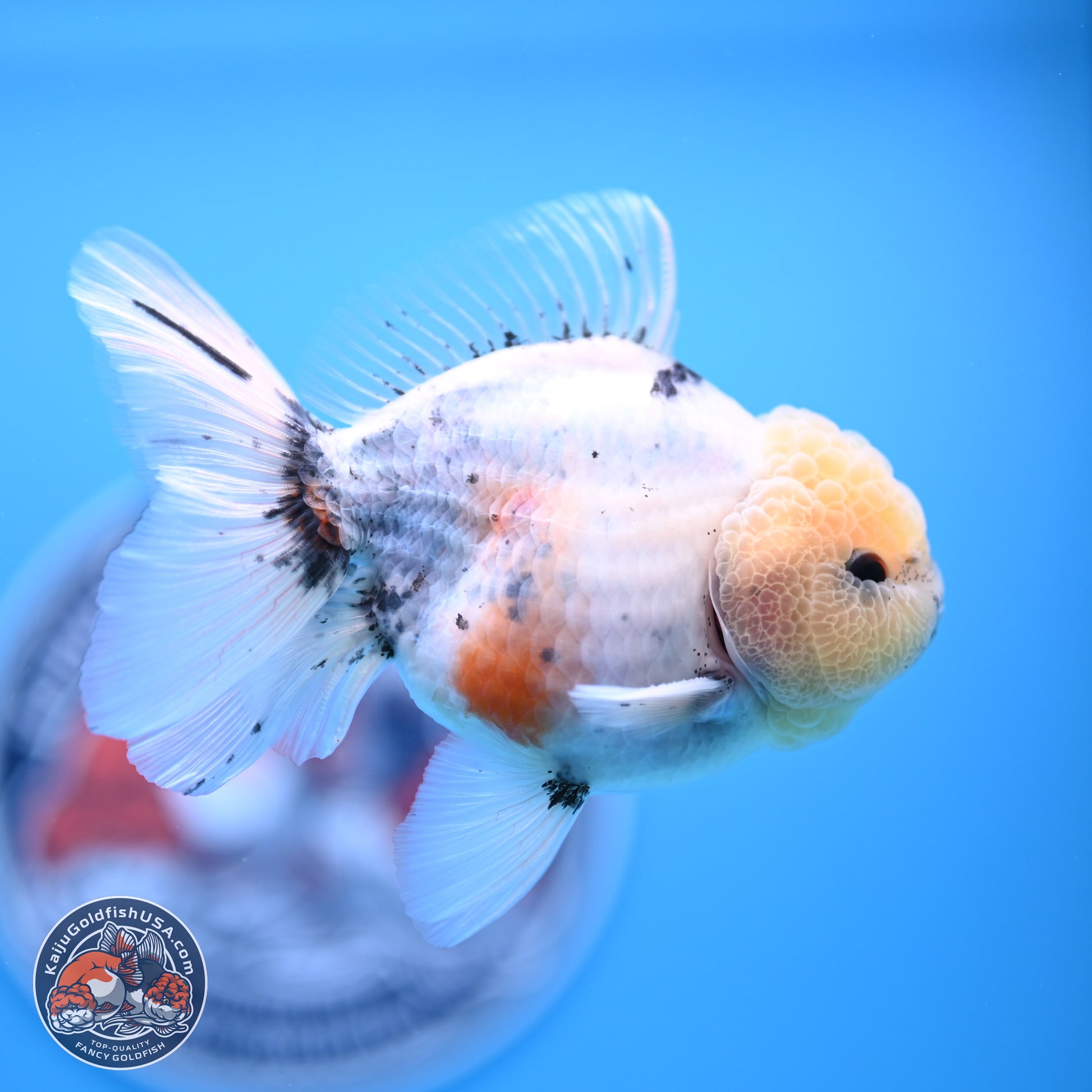 Shogun Blue Calico Oranda 3.5in Body (240802_OR14) - Kaiju Goldfish USA