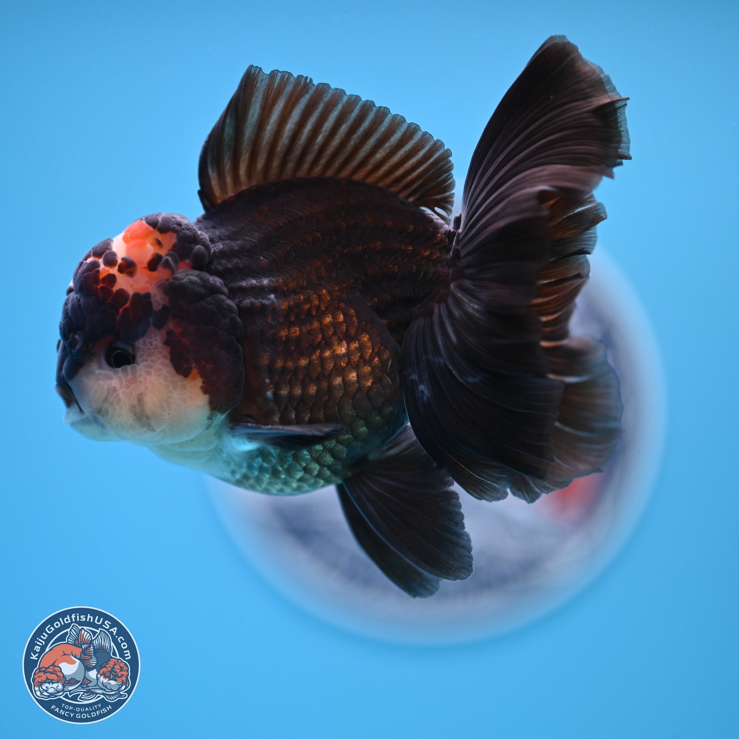 Tricolor Rose Tail Oranda 4.5 inches - Male (241122_OR14) - Kaiju Goldfish USA