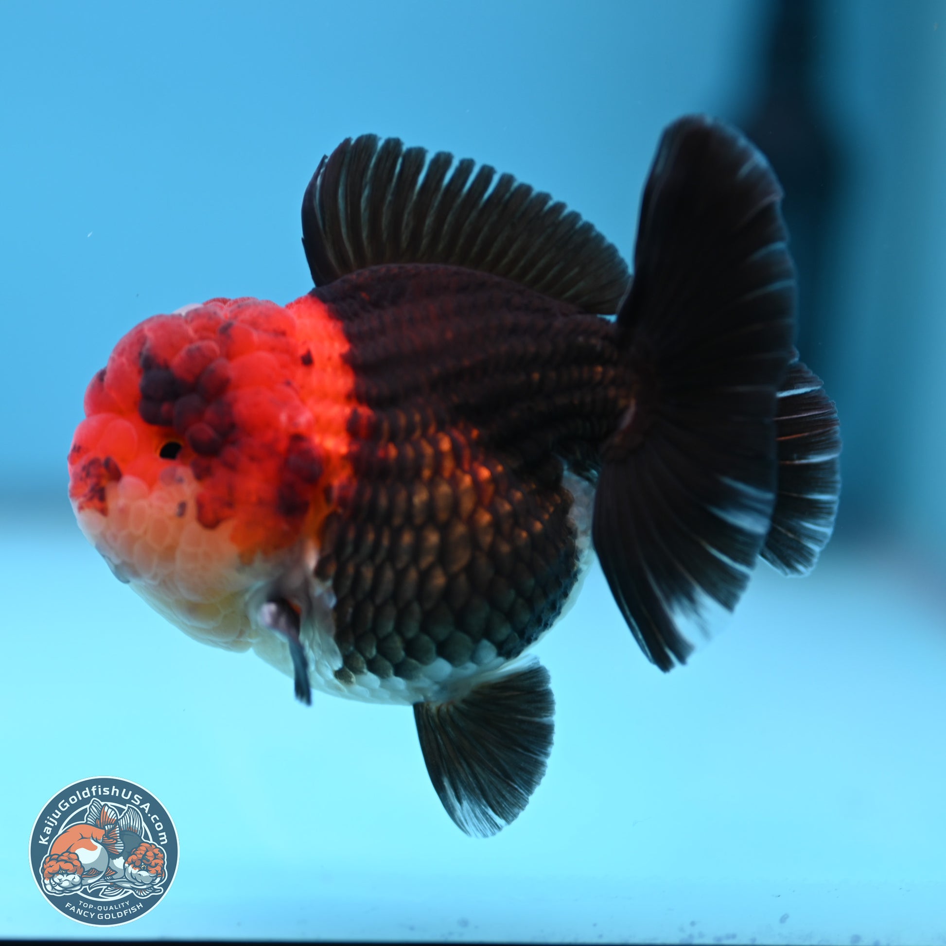 Tricolor Oranda 3 inches Body - Male (241227_OR14) - Kaiju Goldfish USA