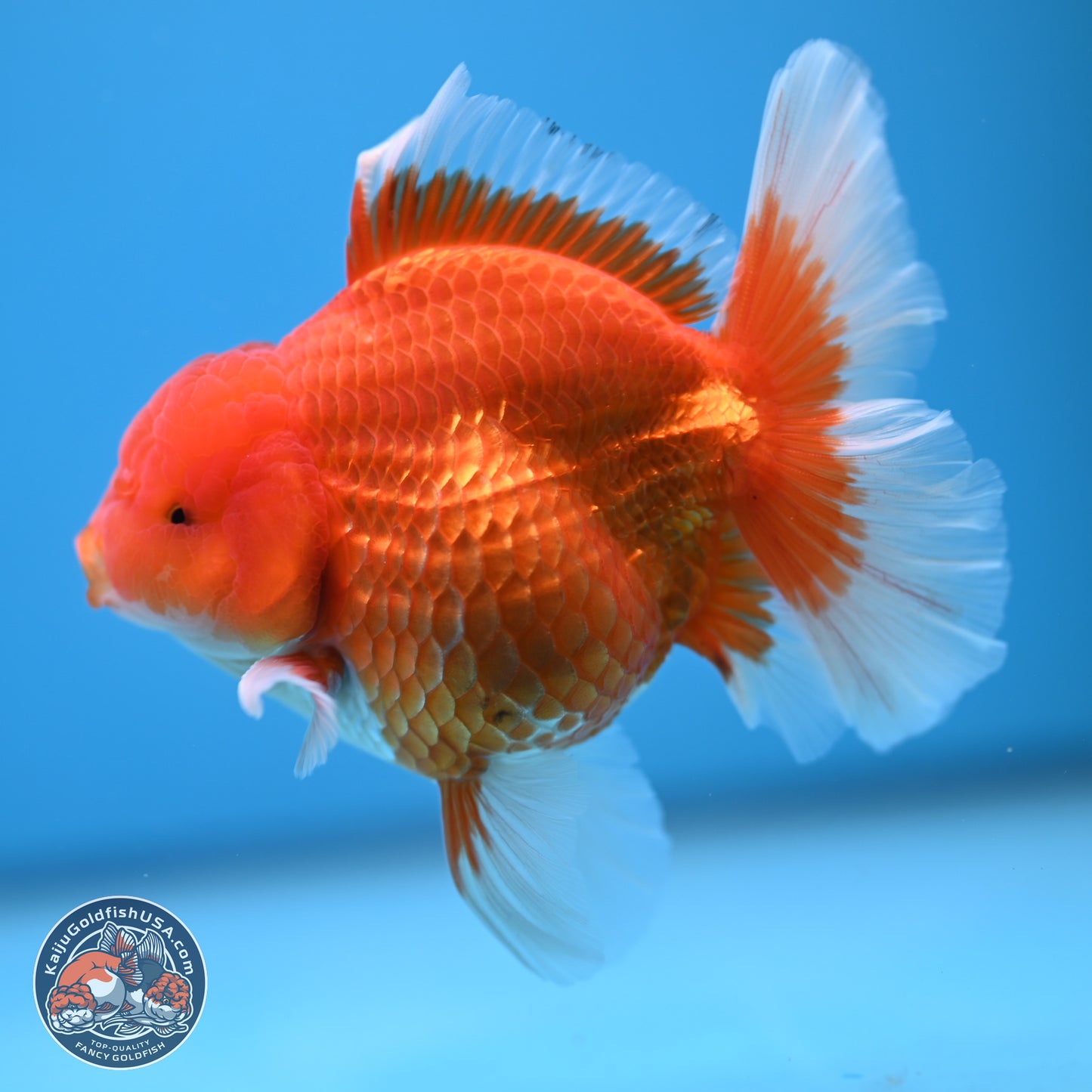 Classic Red Rose Tail Oranda 4.5 inches - Male (241115_OR14) - Kaiju Goldfish USA