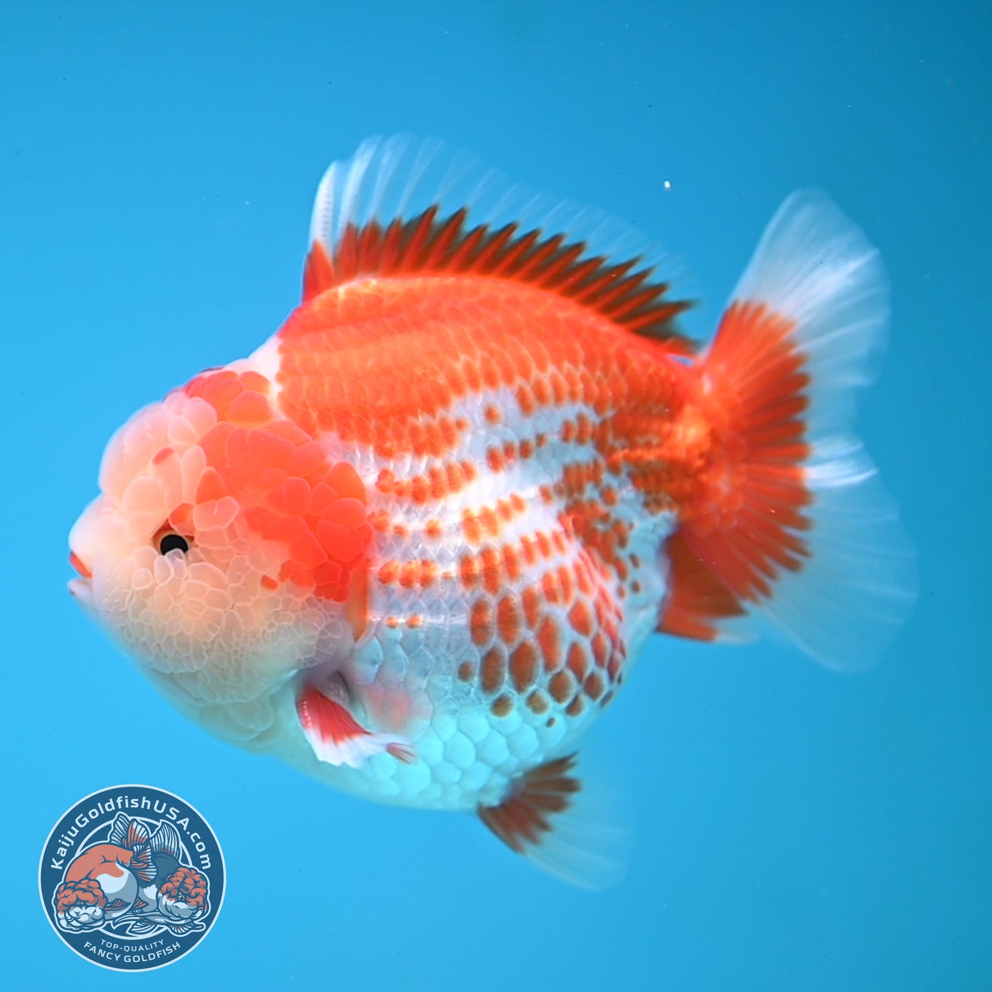 Deer Spot Red White Oranda 4 inches Body (250606_OR14)