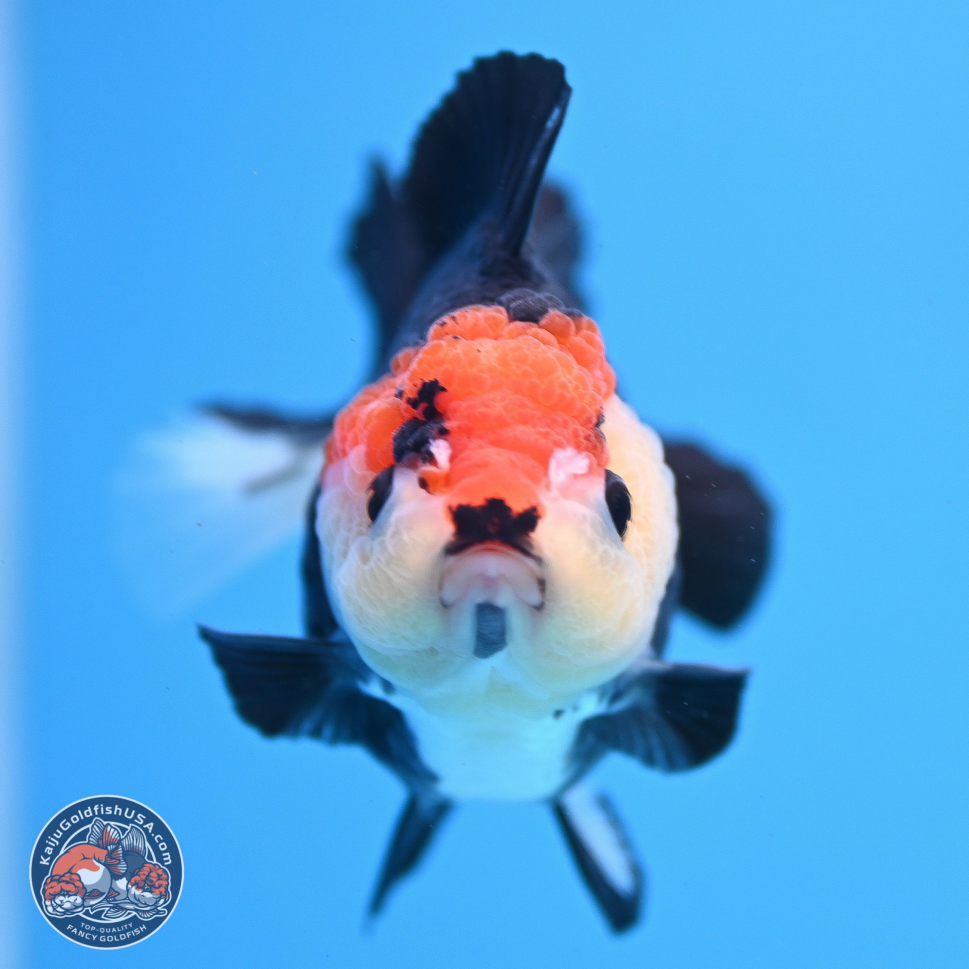 Tricolor YuanBao Oranda 3in Body (240830_OR14) - Kaiju Goldfish USA