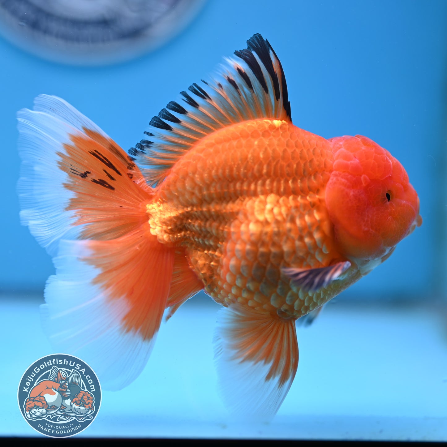 Apache Rose Tail Oranda 4 inches Body - Male (250418_OR14)