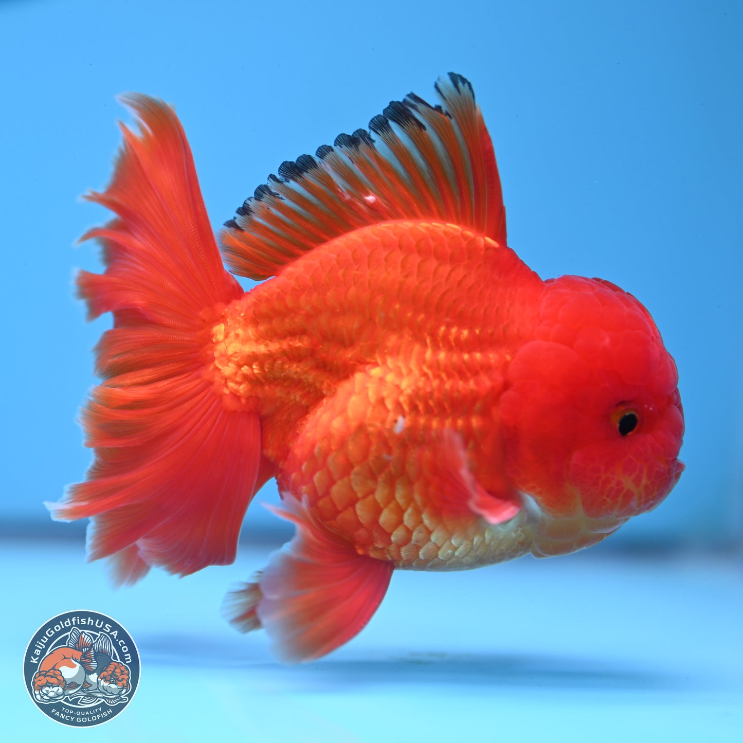 Classic Red Rose Tail Oranda 3.75 inches Body - Male (250228_OR14)