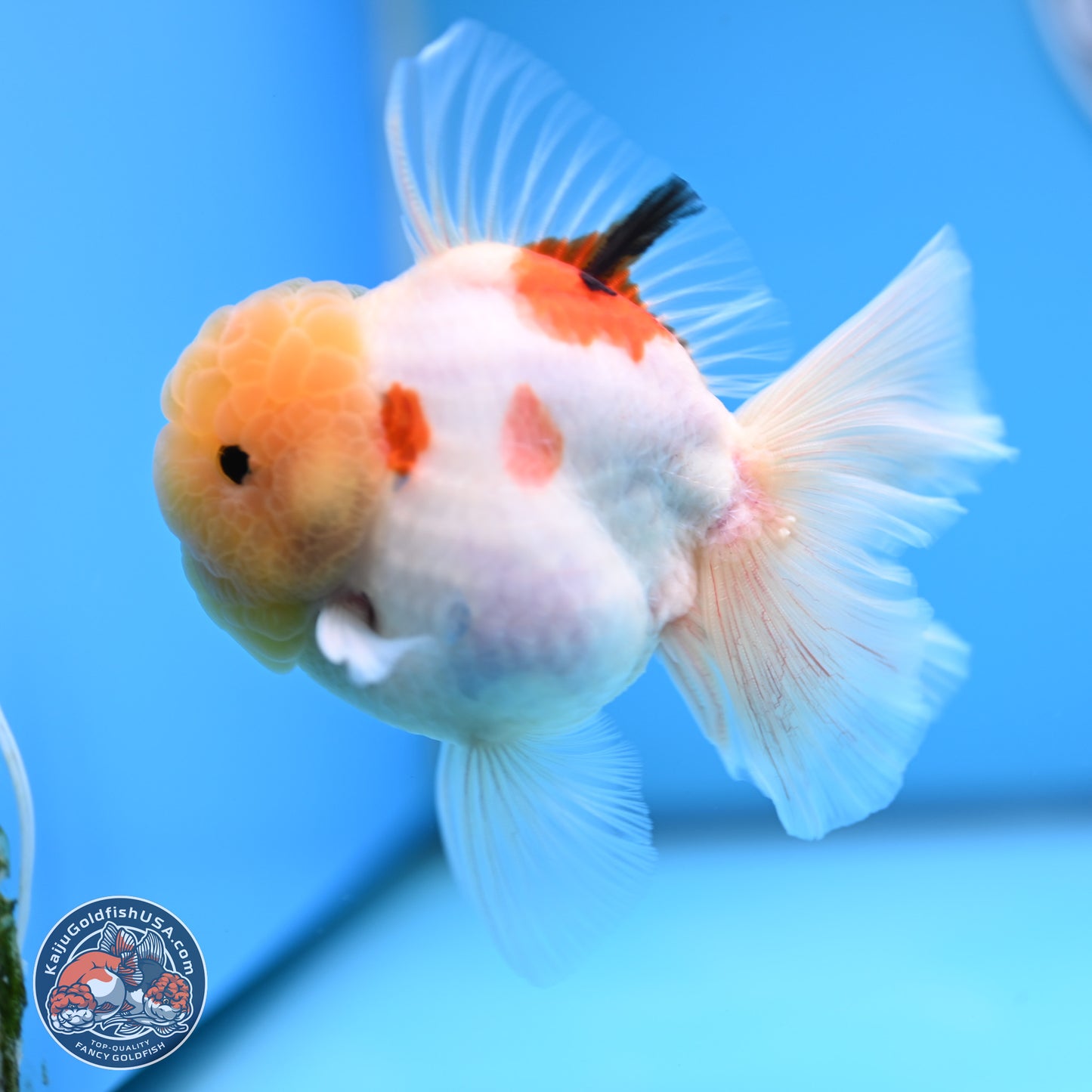 Lemon Head Tricolor Sakura Rose Tail Oranda 3.5 inches Body - Male (250314_OR14)