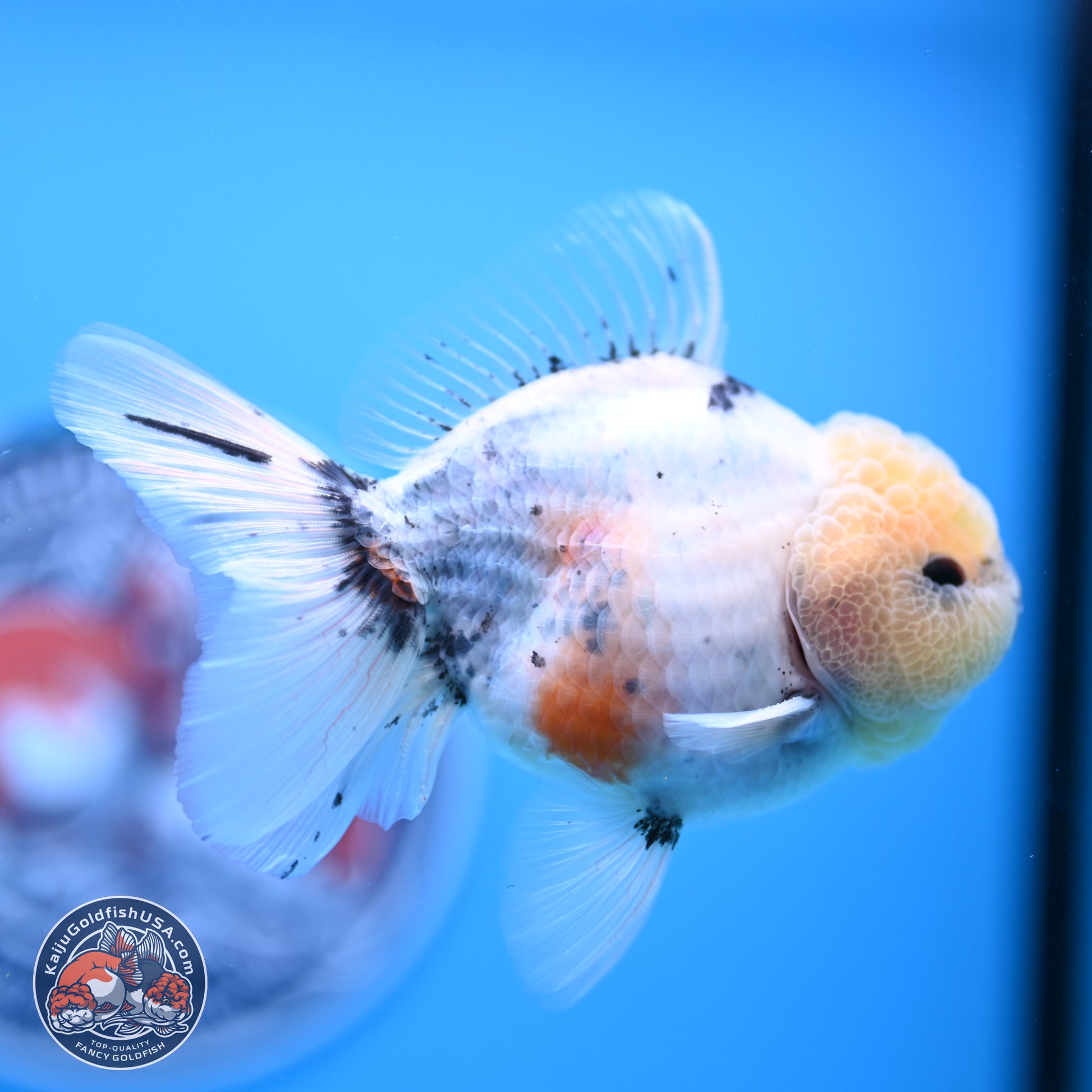 Shogun Blue Calico Oranda 3.5in Body (240802_OR14) - Kaiju Goldfish USA