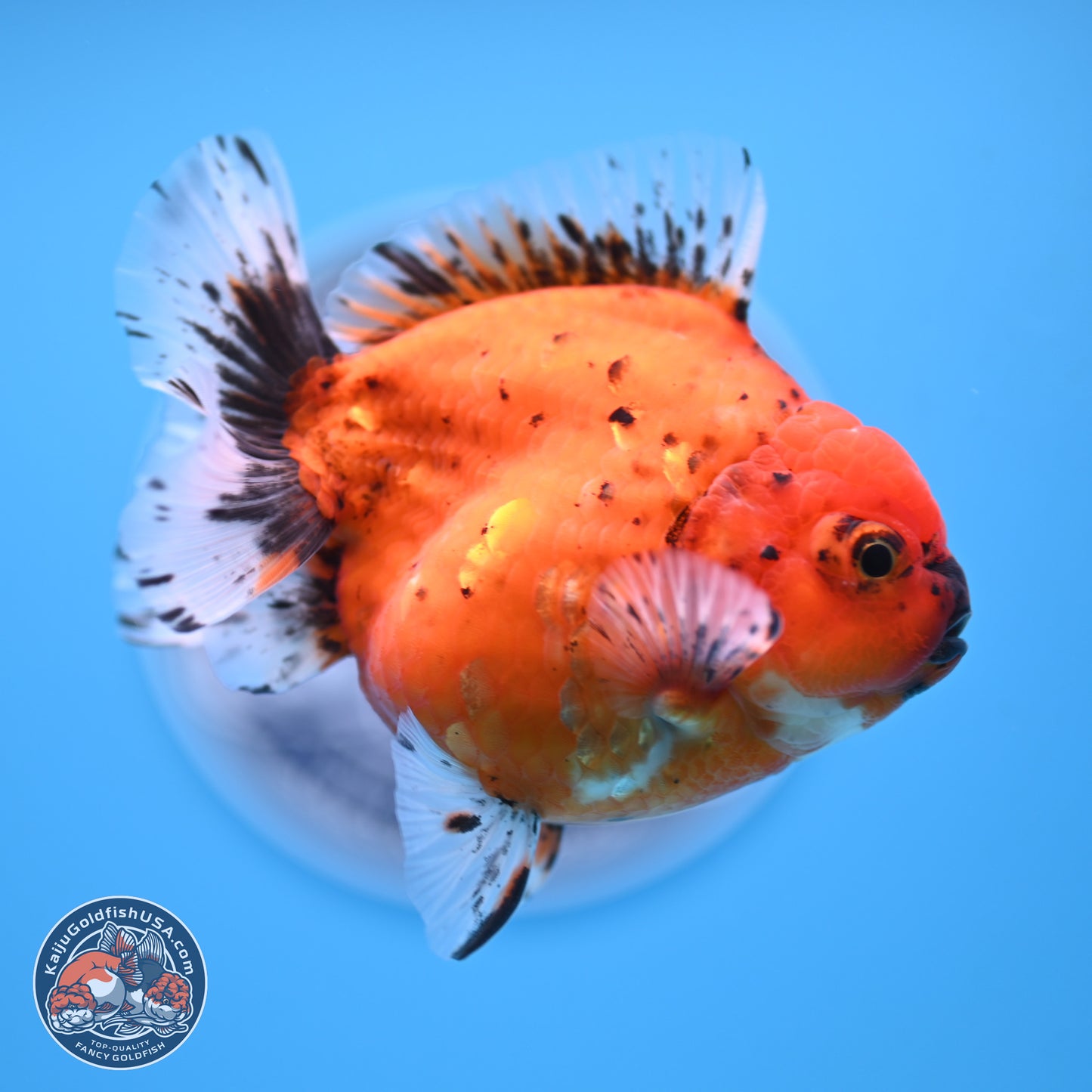 Shogun Tiger Oranda 3.75 inches Body - Male (250207_OR14)